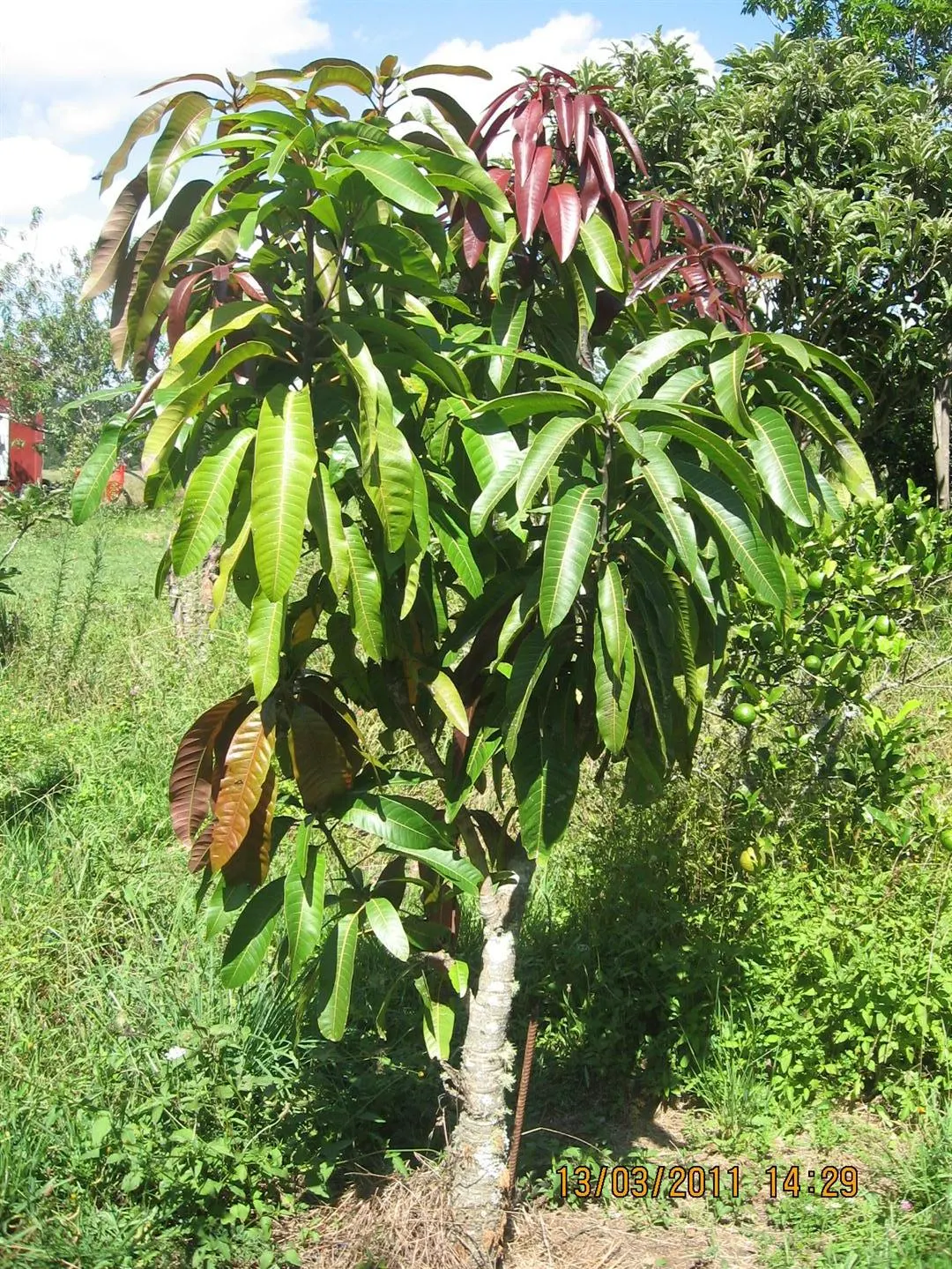 Mango (Mangifera indica) — Ideal in USDA zones 10-11, mangoes prefer full sun and well-draining soil; consider the tree's mature size and the, image 113