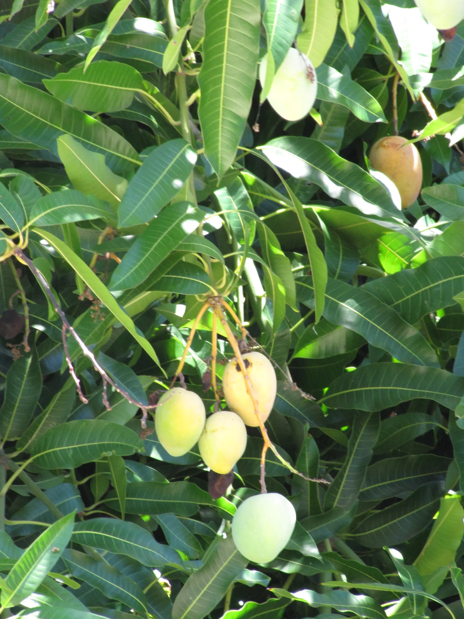 Mango (Mangifera indica) — the tree requires a minimum of six hours of full sunlight daily.<br><br>The lush; tree for full, image 123