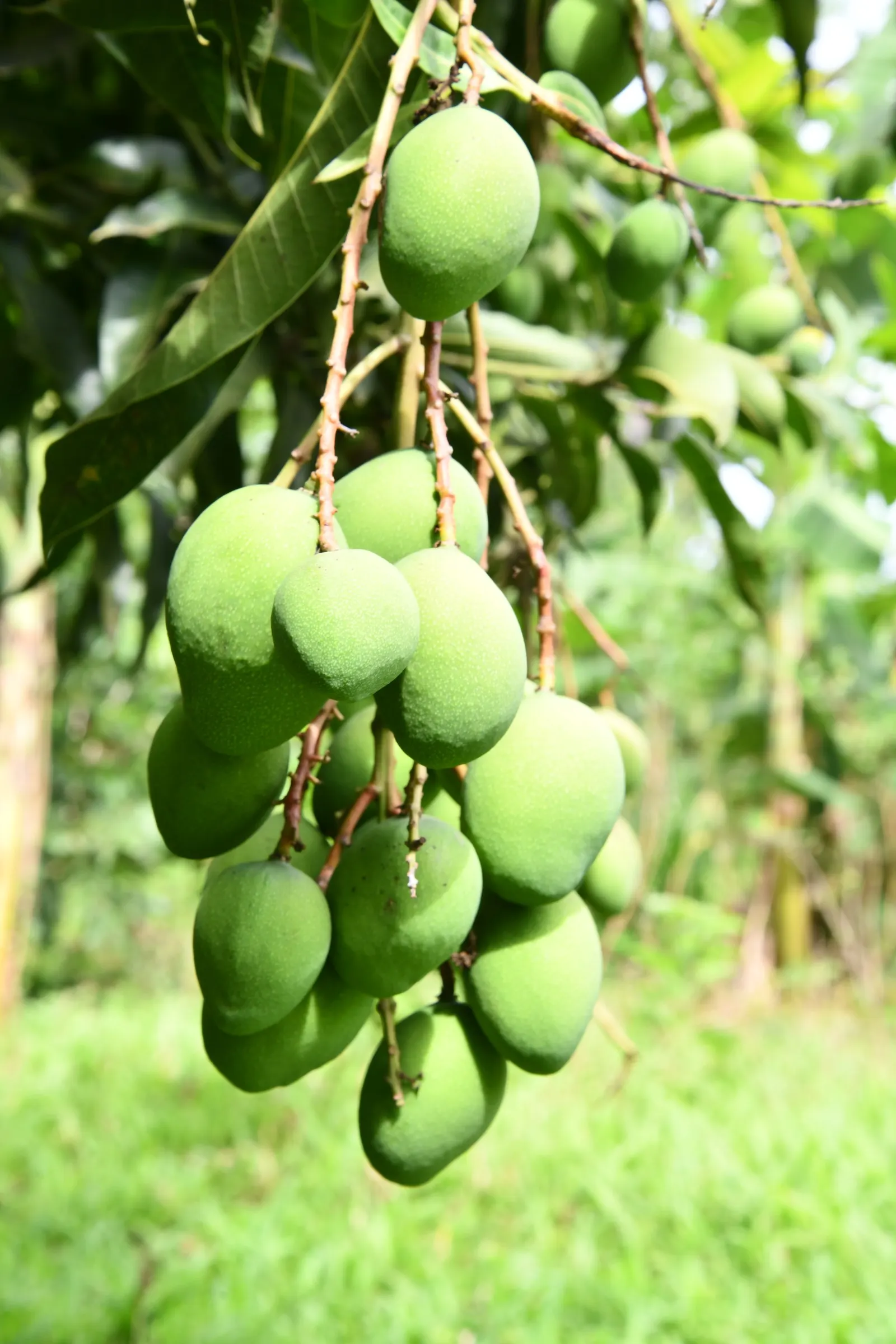 Mango (Mangifera indica) — Spring blossoms give way to juicy, tropical fruit which is both ornamental and edible; ideal in USDA zones 10-11, image 70