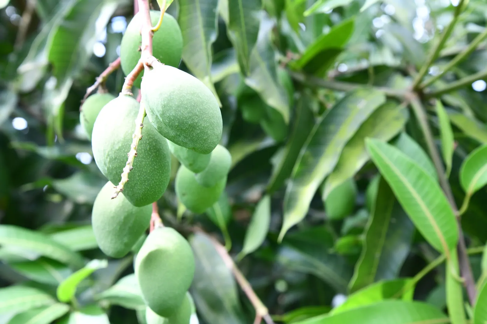 Mango (Mangifera indica) — Its domed and dense structure provides ample shade; the Mango Tree (Magnifera indica) is a robust, evergreen tree that, image 120