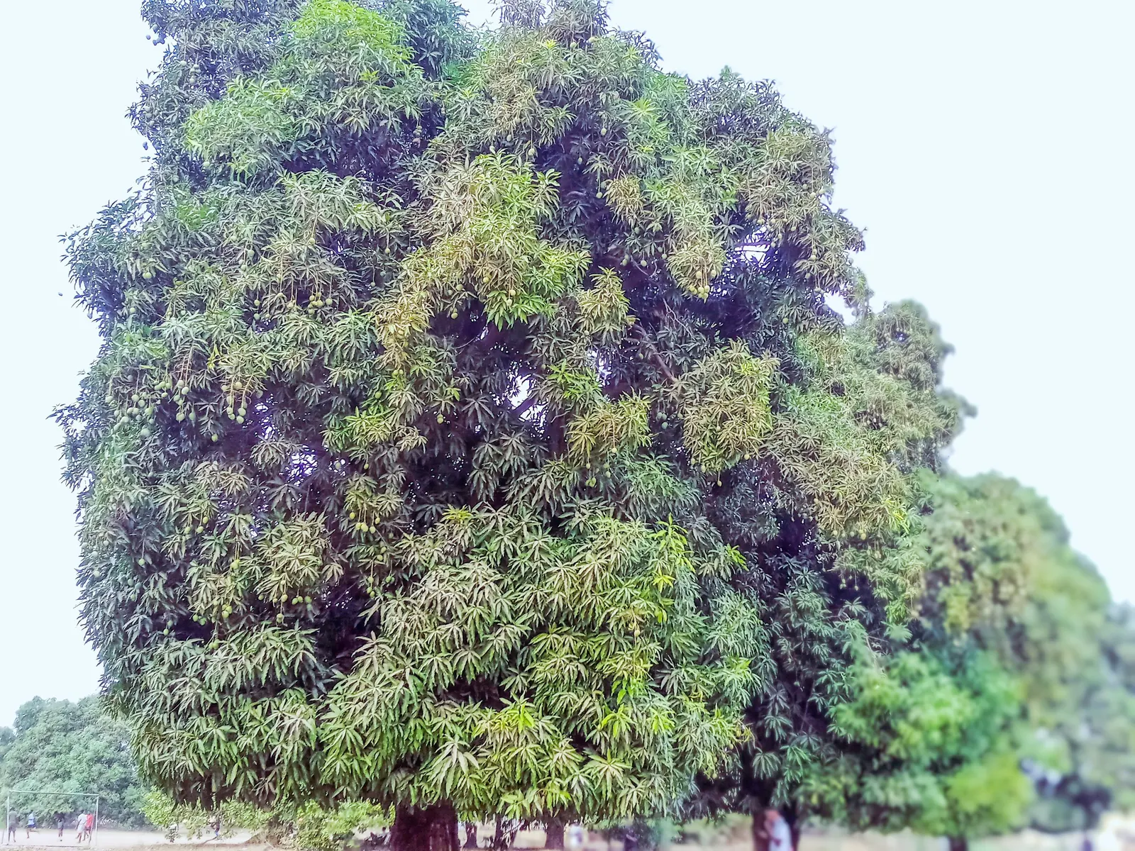 Mango (Mangifera indica) — presenting a brilliant contrast against the gray-brown bark; deep green leaves grow up to 16 inches long, image 81