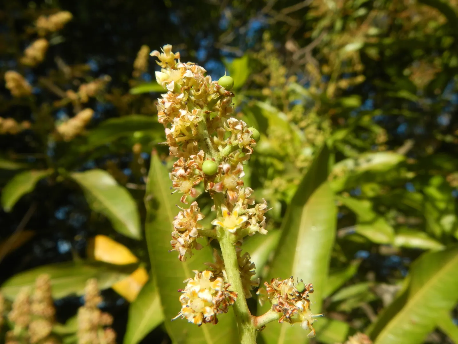 Mango (Mangifera indica) — With proper care, this tropical giant will be a stunning and fruitful addition to any spacious garden; yellow flowers in, image 107