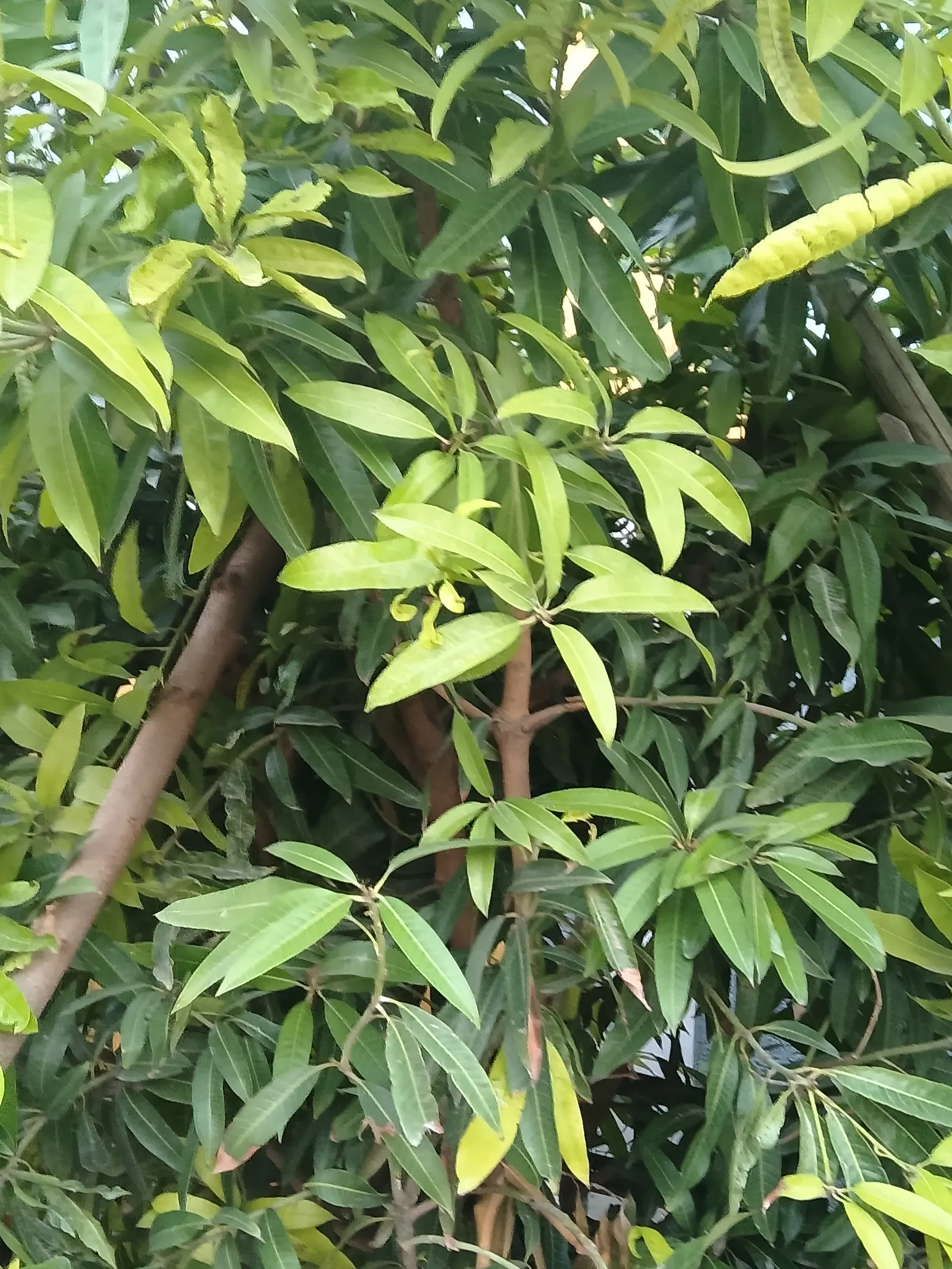 Mango (Mangifera indica) — deep green leaves grow up to 16 inches long