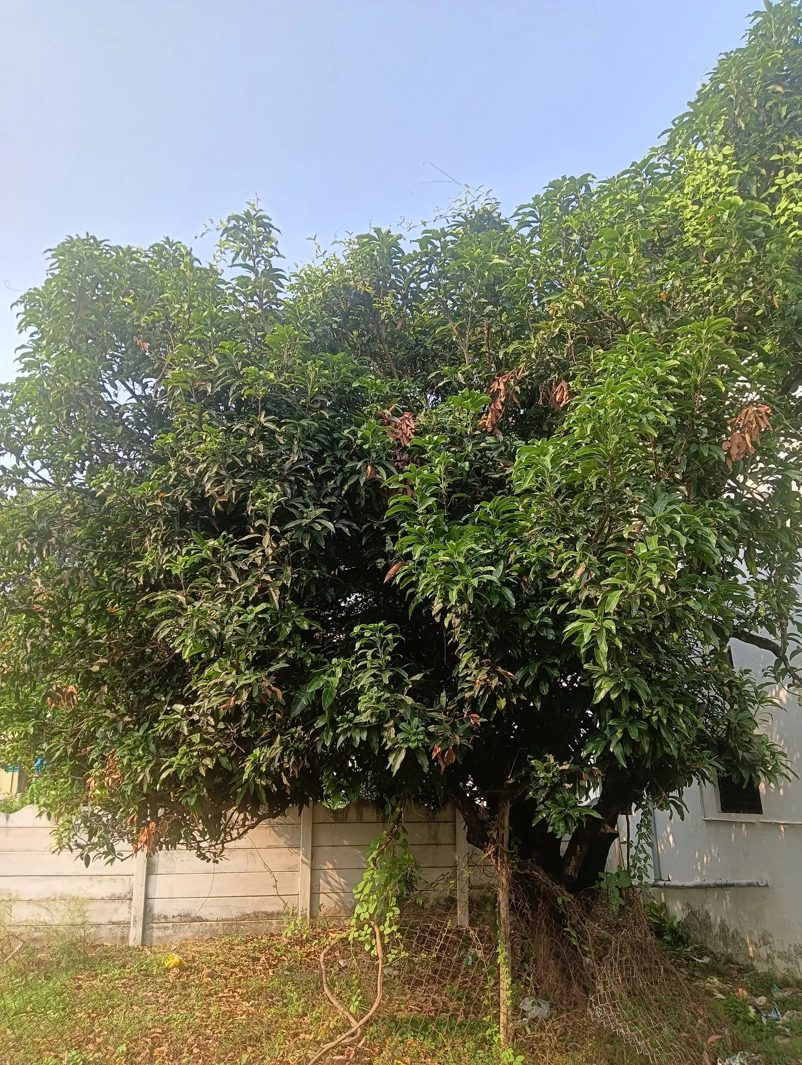 Mango (Mangifera indica) — With proper care, this tropical giant will be a stunning and fruitful addition to any spacious garden; yellow flowers in, image 63
