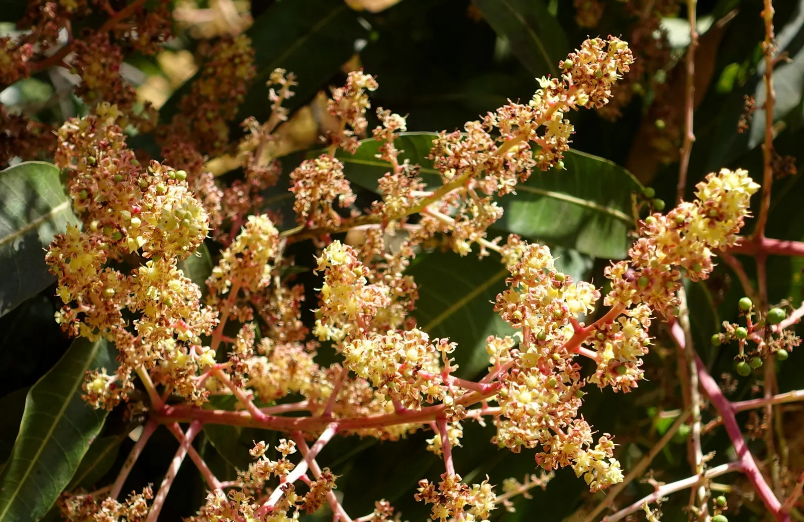 Mango (Mangifera indica) — tree for full; with proper care, this tropical giant will be a stunning and fruitful addition to any spacious garden, image 88