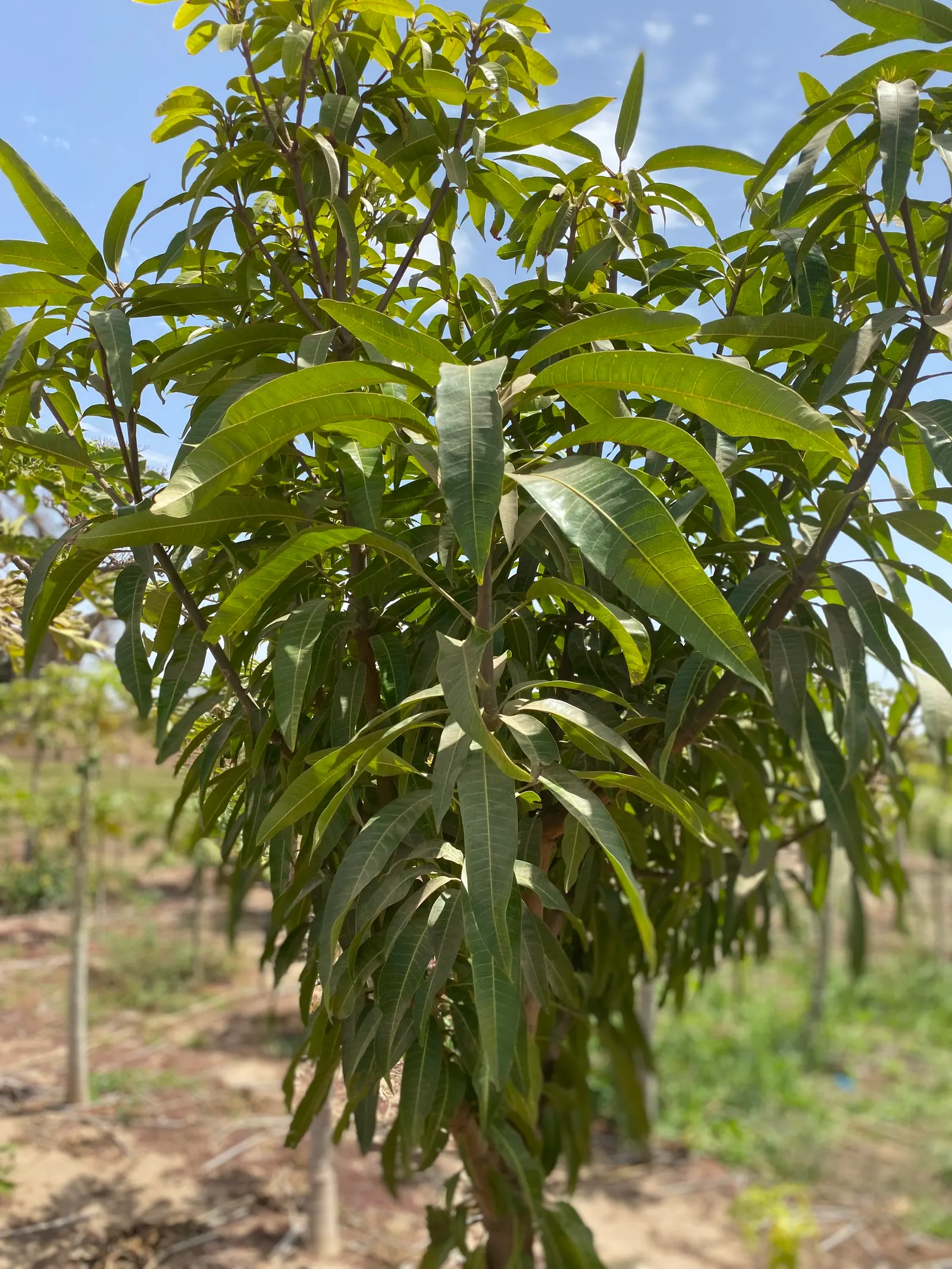 Mango (Mangifera indica) — tree with yellow blooms; well-drained site with soil pH between 5.5 and 7.5