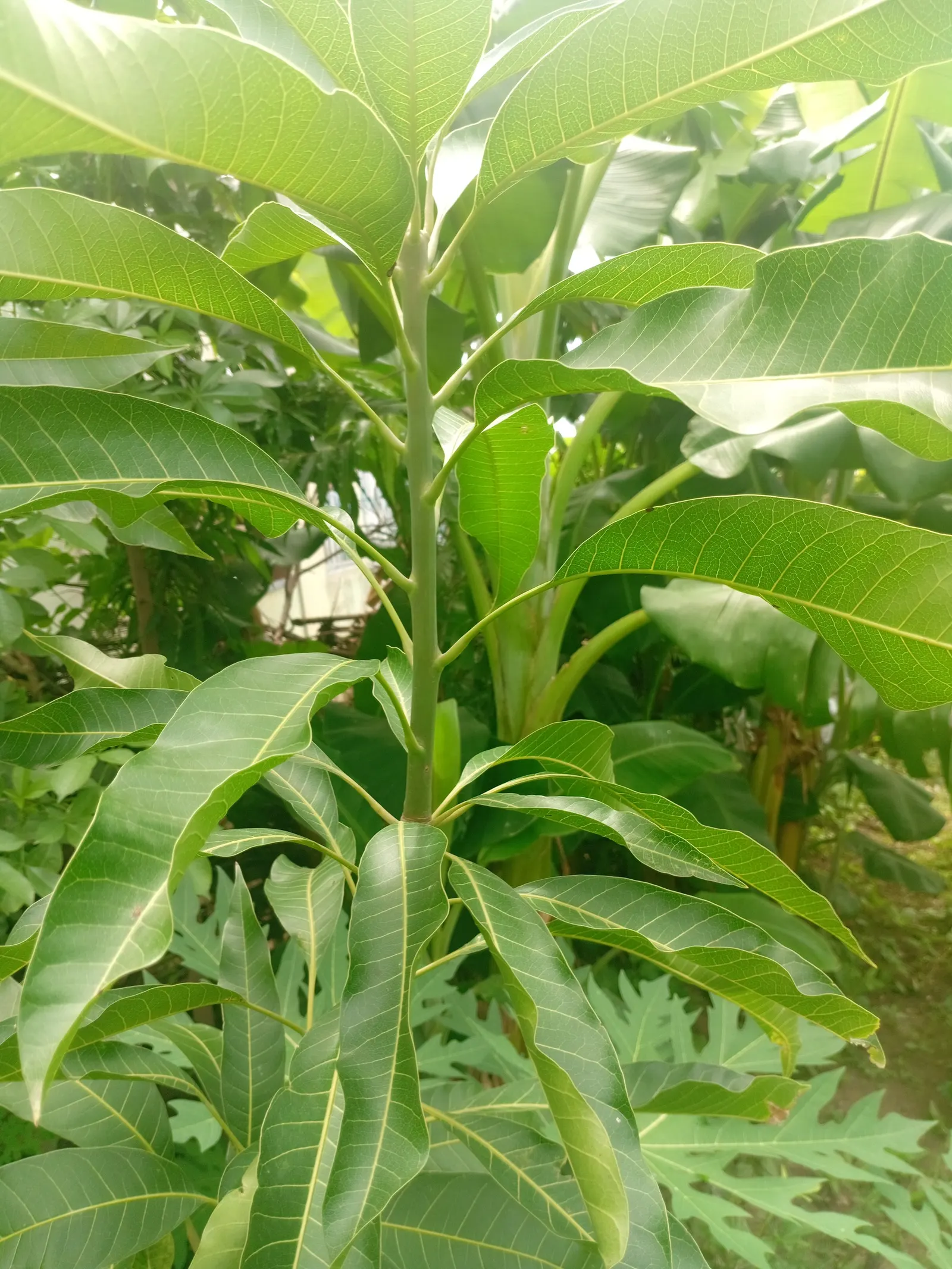 Mango (Mangifera indica) — yellow flowers in the garden; allow ample space from structures to accommodate its extensive root system, image 64