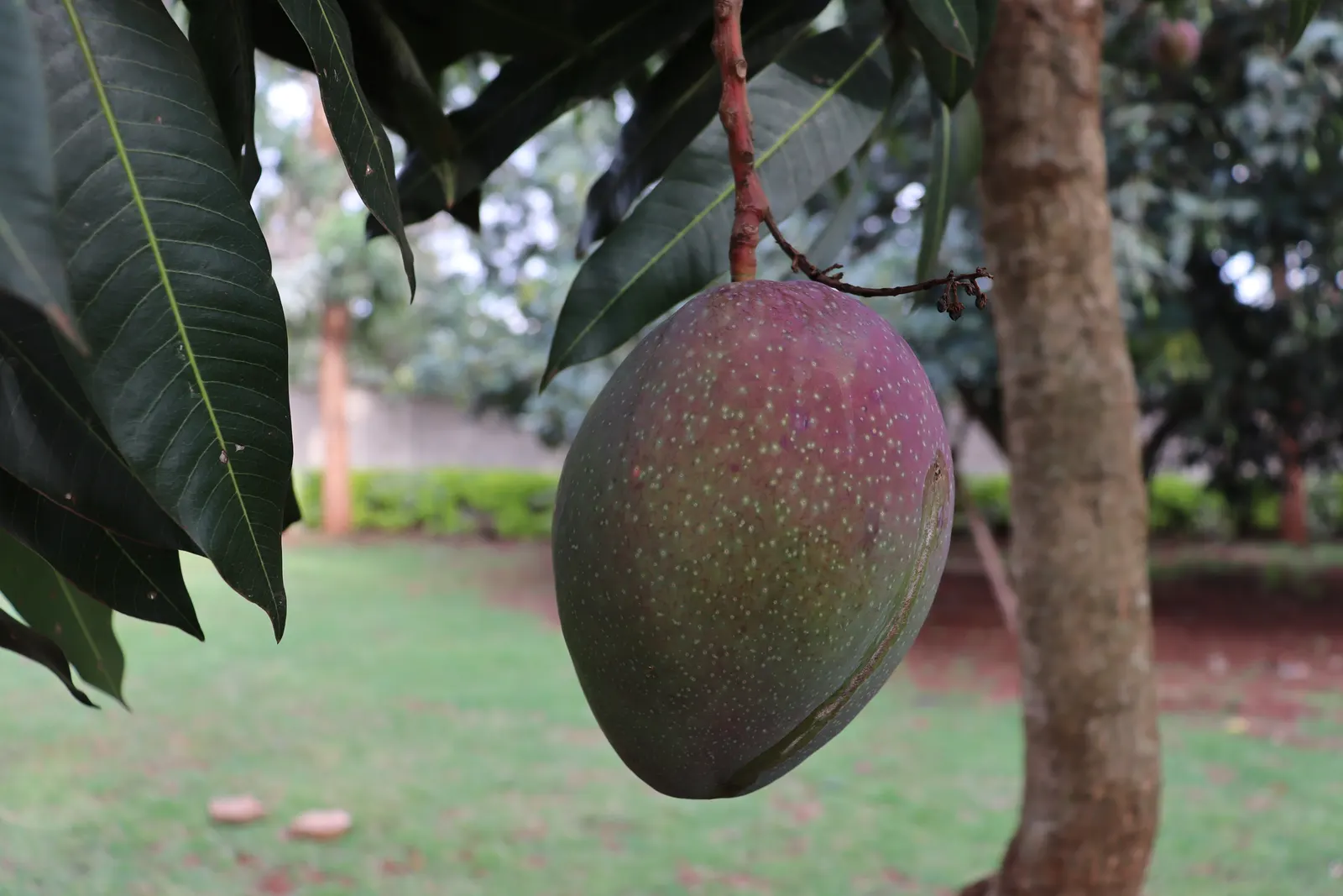 Mango (Mangifera indica) — The Mango Tree (Magnifera indica) is a majestic and resilient specimen; with a broad, dense canopy, it typically spans 33-49 feet