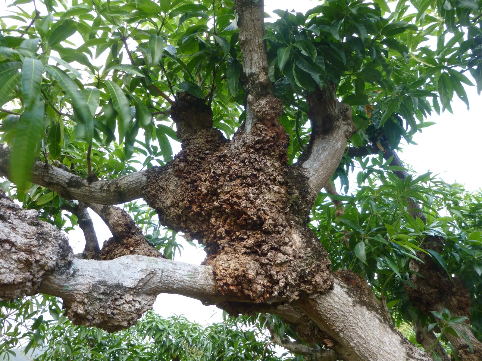 Mango (Mangifera indica) — Annual growth is roughly 1-2 feet; usually weighing between 8 ounces to 2 pounds, image 72