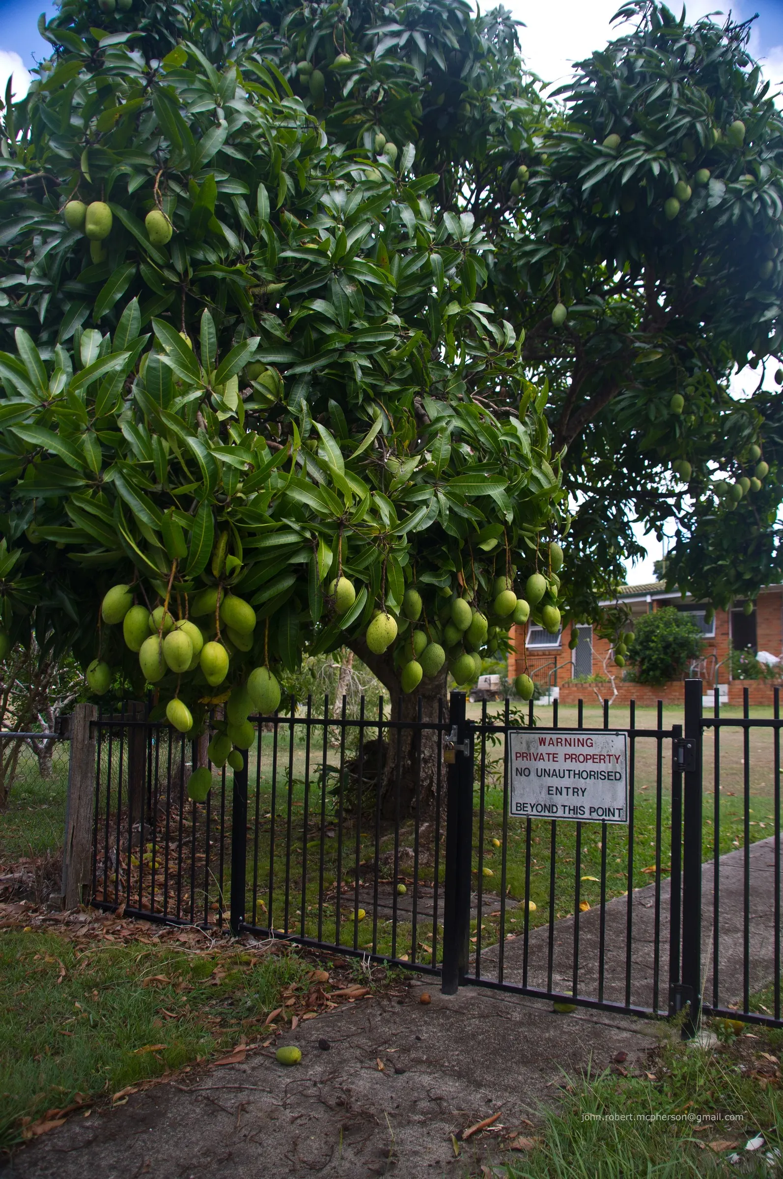 Mango (Mangifera indica) — consider the tree's mature size and the potential for falling fruit when deciding on its location; the tree requires a, image 106
