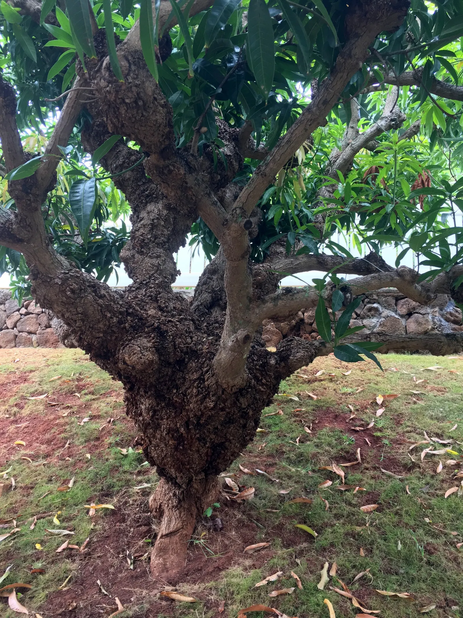 Mango (Mangifera indica) — Annual growth is roughly 1-2 feet; usually weighing between 8 ounces to 2 pounds, image 94