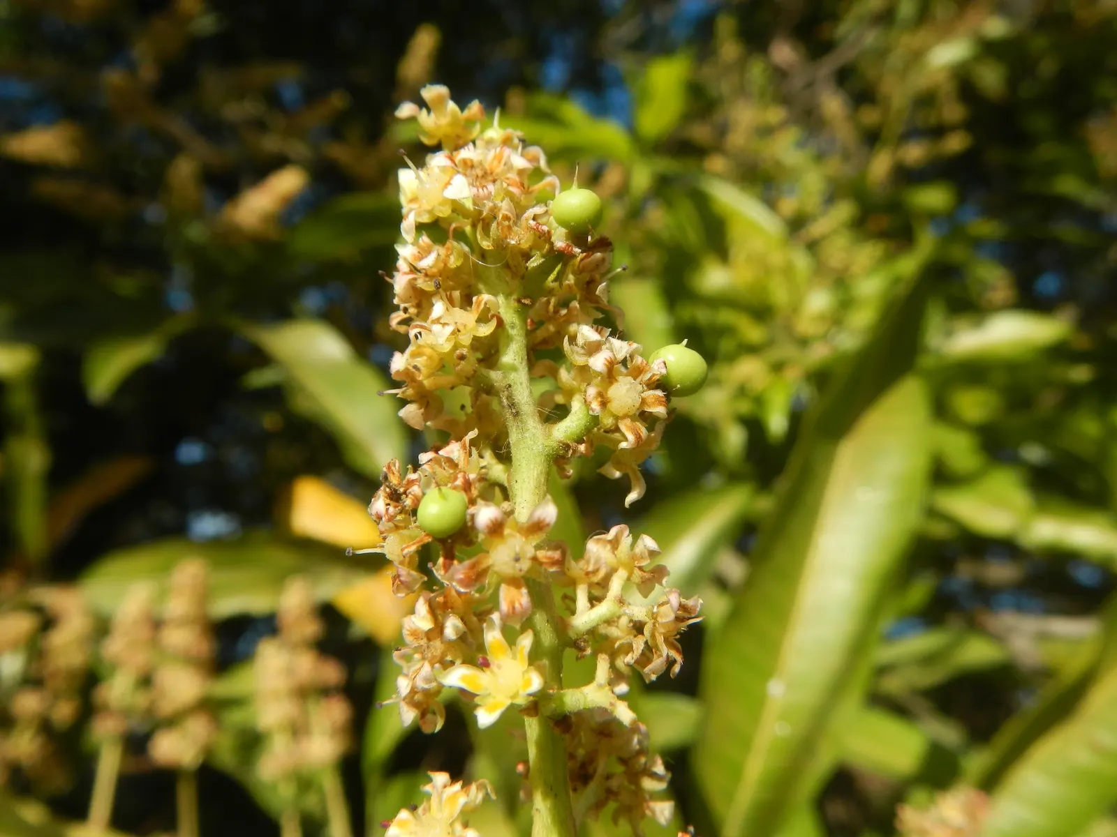 Mango (Mangifera indica) — The Mango Tree (Magnifera indica) is a robust, evergreen tree that can soar to heights of 65-100 feet; spring blossoms, image 67