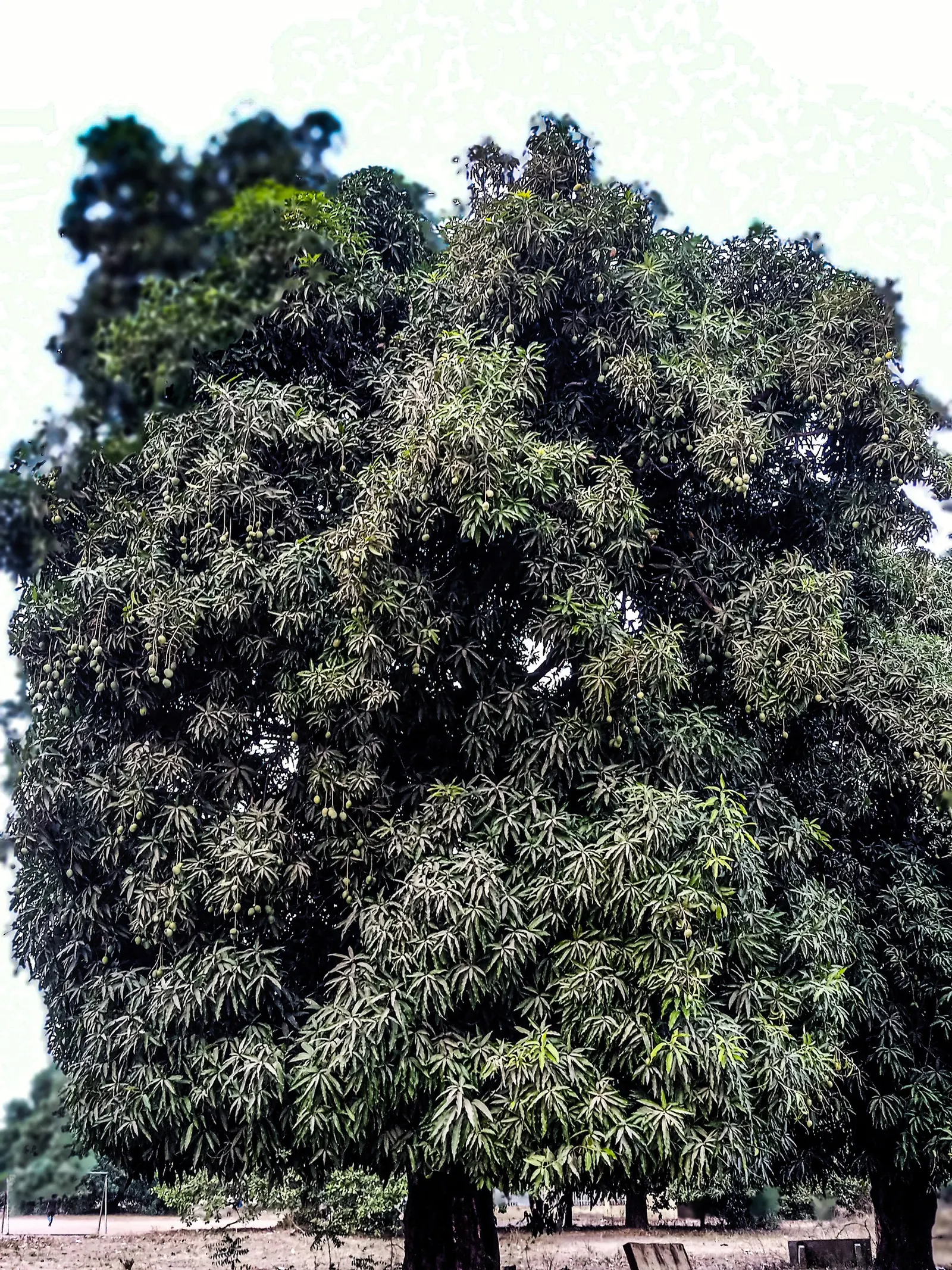 Mango (Mangifera indica) — consider the tree's mature size and the potential for falling fruit when deciding on its location; the tree requires a, image 84
