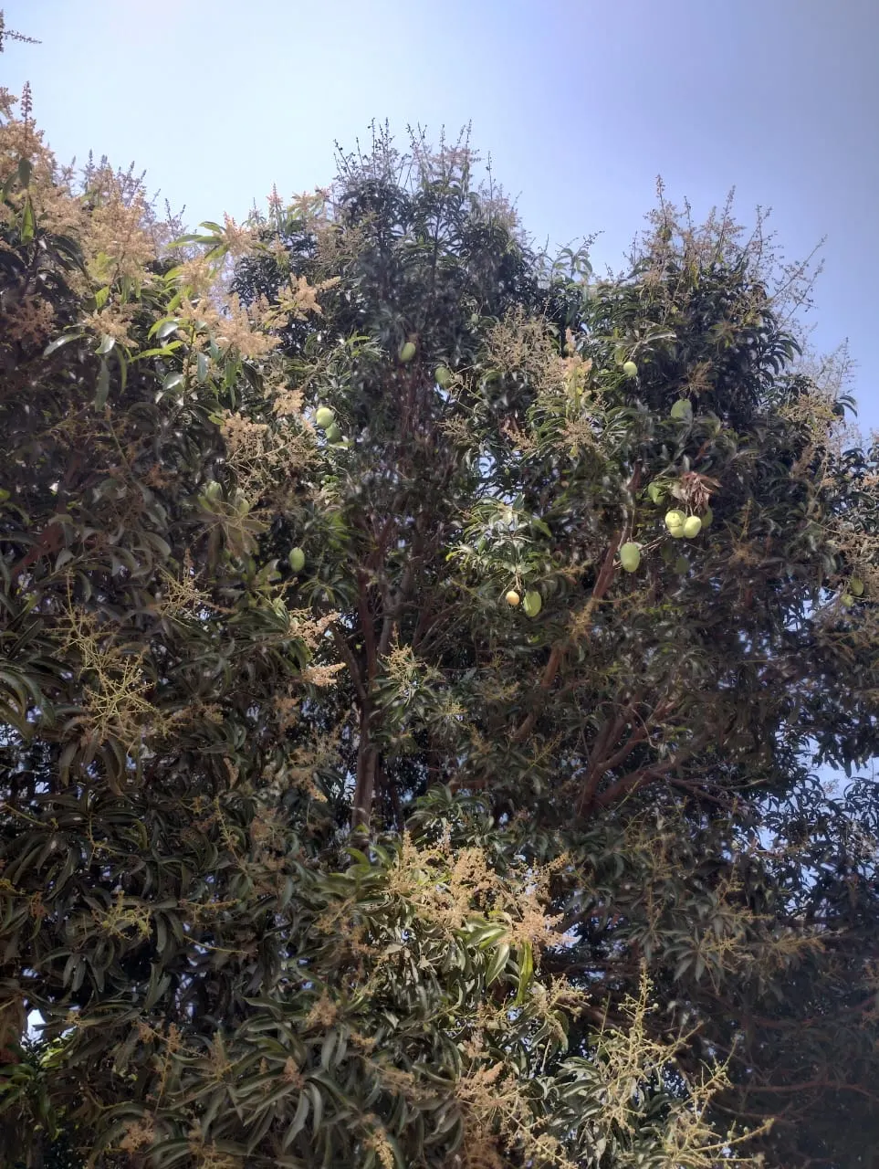 Mango (Mangifera indica) — With a broad, dense canopy, it typically spans 33-49 feet wide; it thrives in USDA Hardiness Zones 10-11 and prefers a, image 90