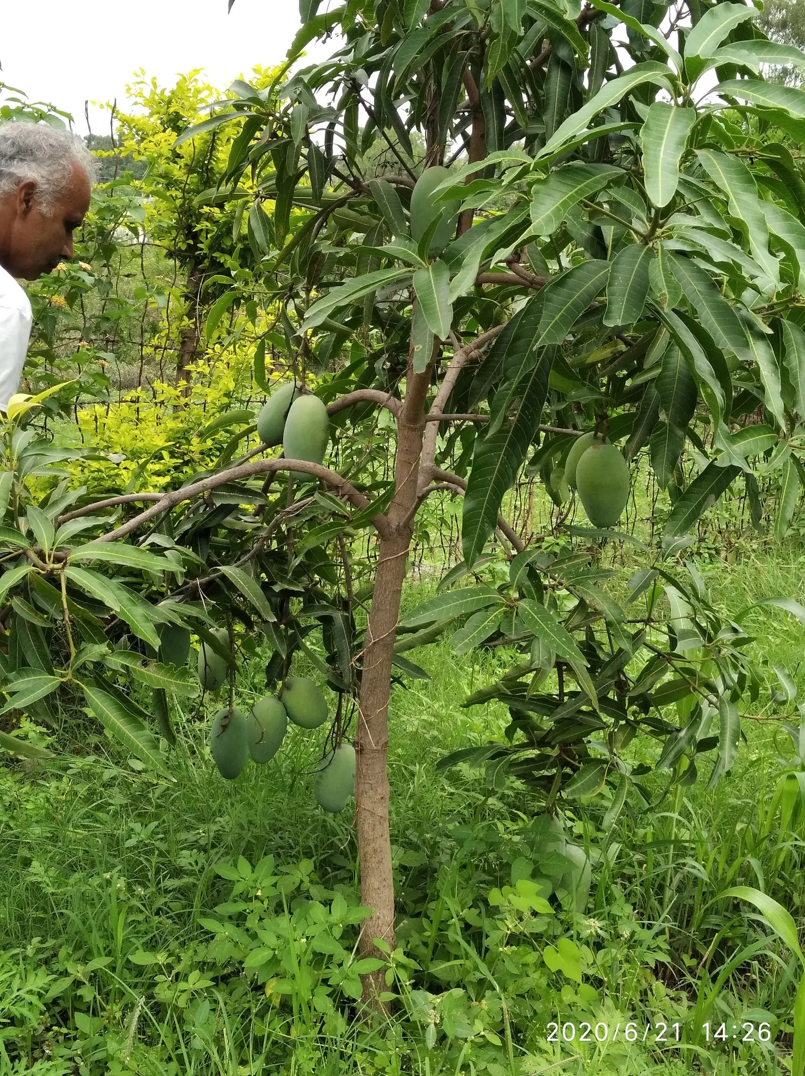 Mango (Mangifera indica) — consider the tree's mature size and the potential for falling fruit when deciding on its location