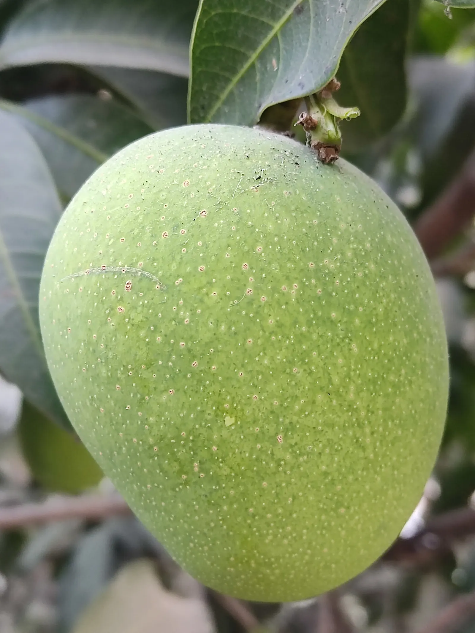Mango (Mangifera indica) — usually weighing between 8 ounces to 2 pounds; annual growth is roughly 1-2 feet, image 105