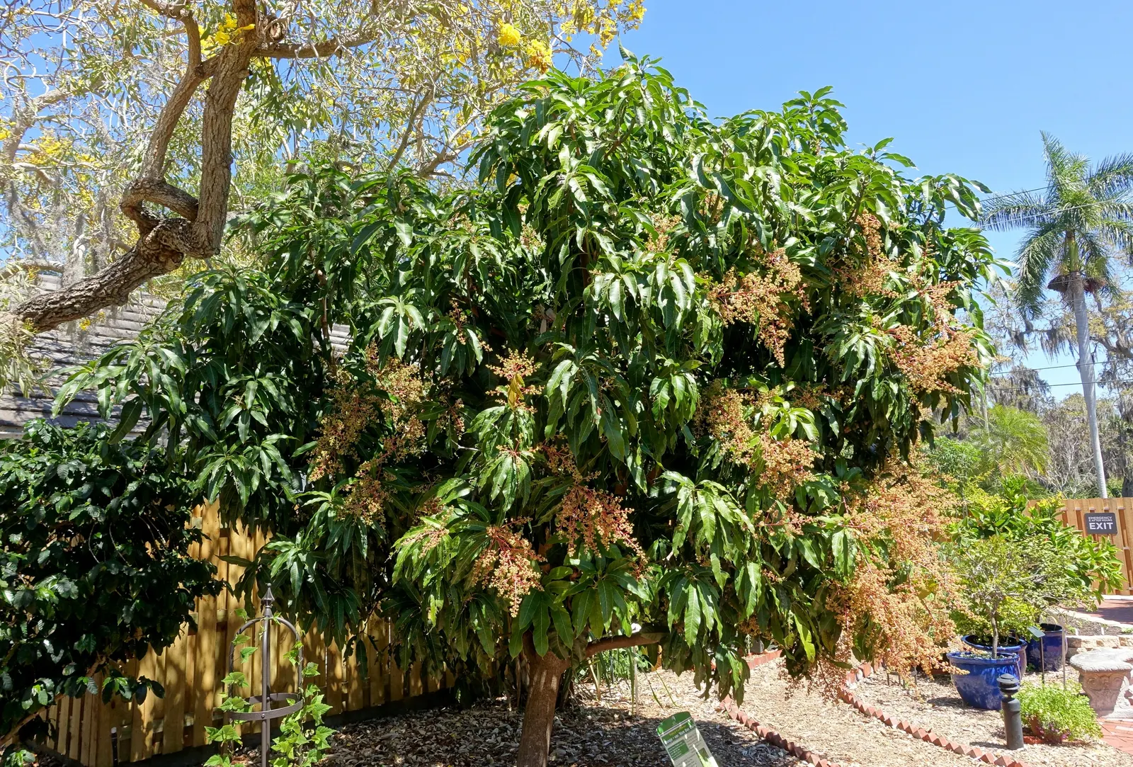 Mango (Mangifera indica) — presenting a brilliant contrast against the gray-brown bark; deep green leaves grow up to 16 inches long, image 125