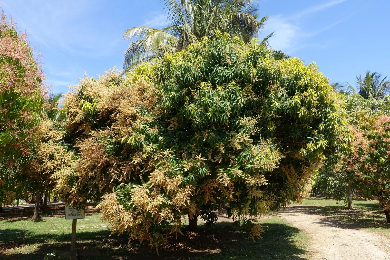Mango (Mangifera indica) — deep green leaves grow up to 16 inches long; the Mango Tree (Magnifera indica) is a majestic and resilient specimen, image 124