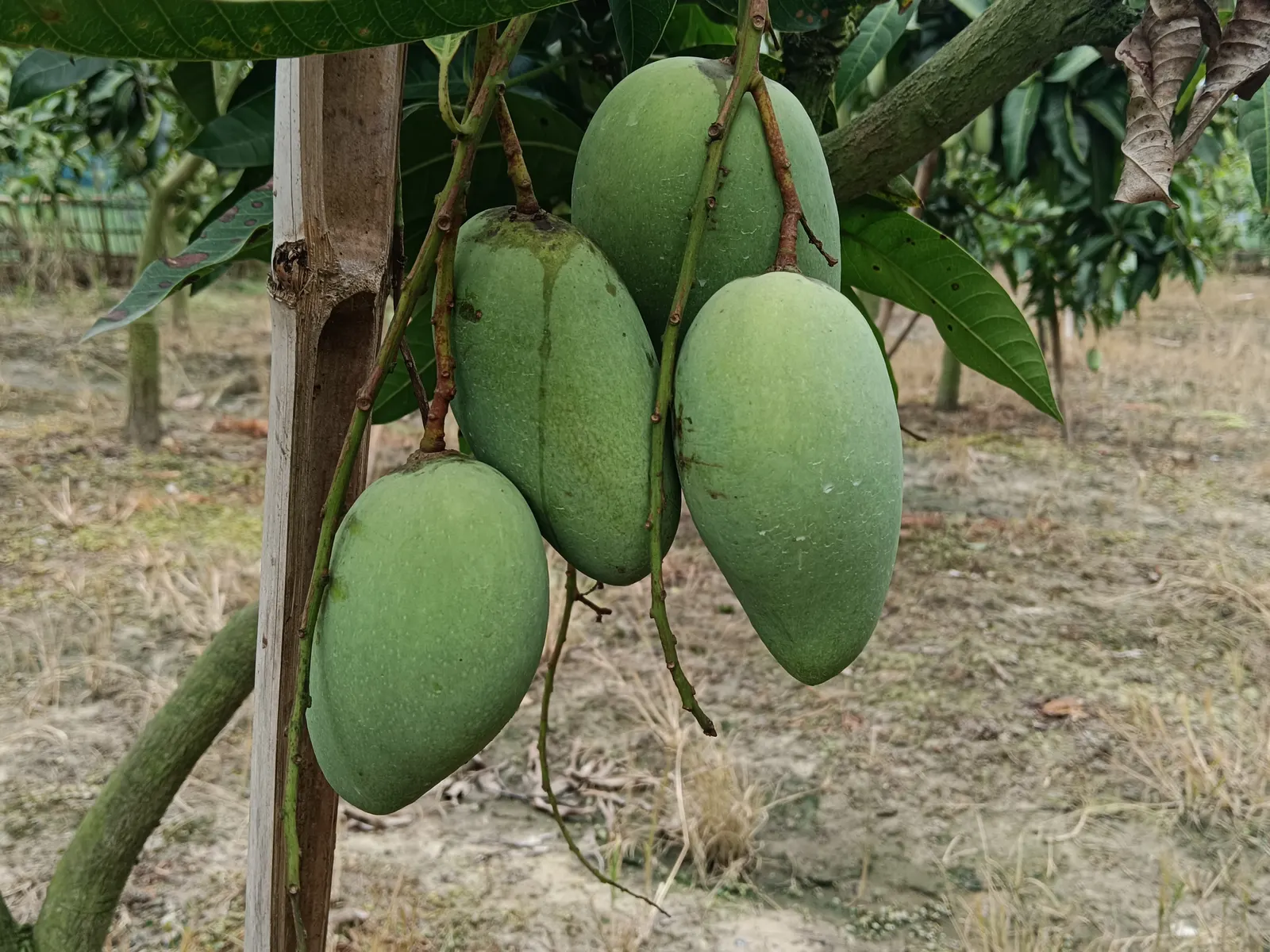 Mango (Mangifera indica) — Ideal in USDA zones 10-11, mangoes prefer full sun and well-draining soil; consider the tree's mature size and the, image 47