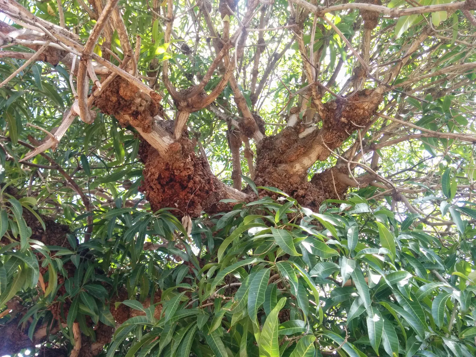 Mango (Mangifera indica) — The Mango Tree (Magnifera indica) is a robust, evergreen tree that can soar to heights of 65-100 feet; spring blossoms, image 45