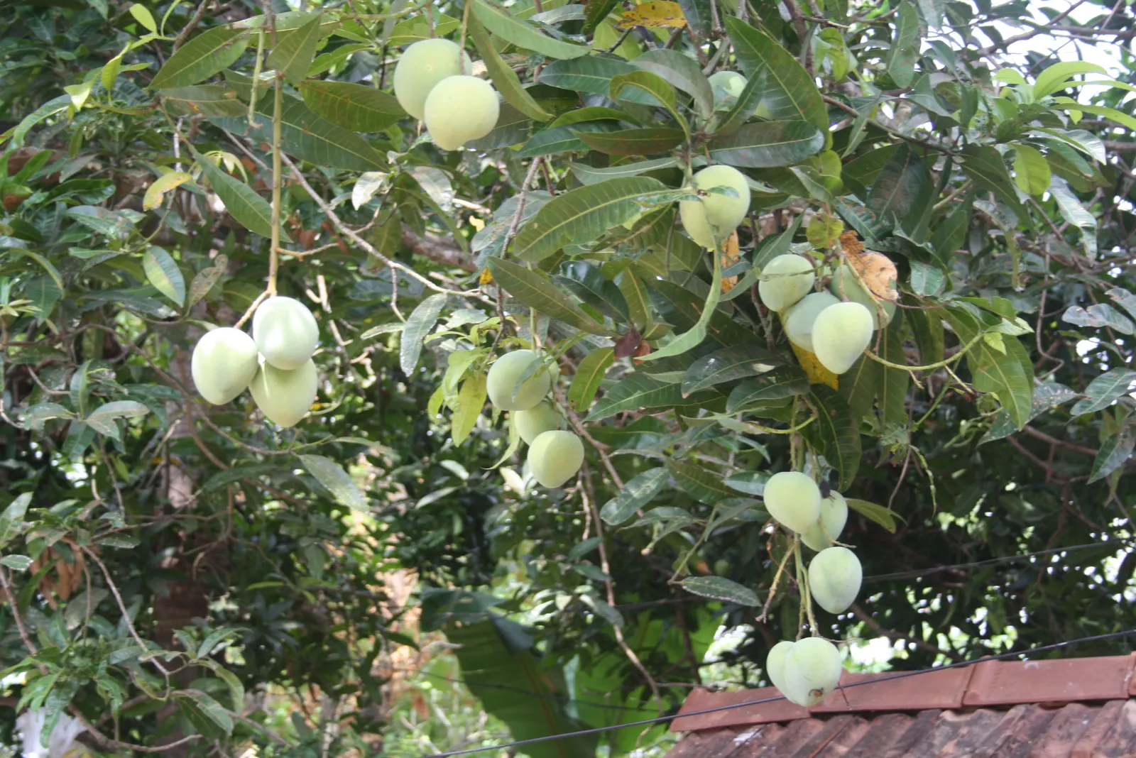 Mango (Mangifera indica) — Annual growth is roughly 1-2 feet; usually weighing between 8 ounces to 2 pounds