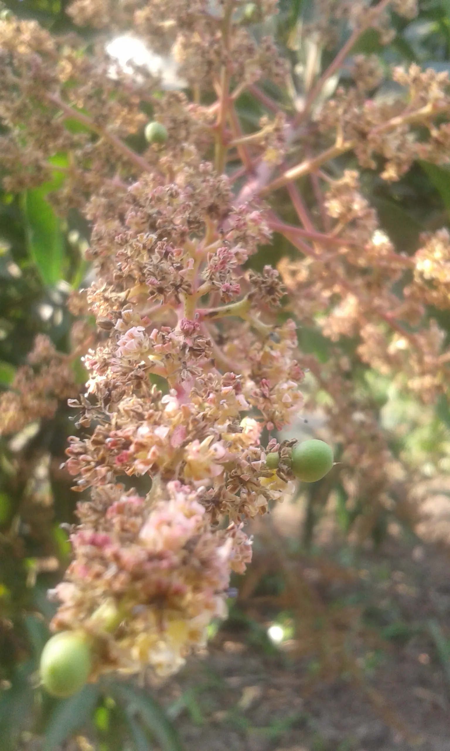 Mango (Mangifera indica) — Spring blossoms give way to juicy, tropical fruit which is both ornamental and edible; ideal in USDA zones 10-11, image 114