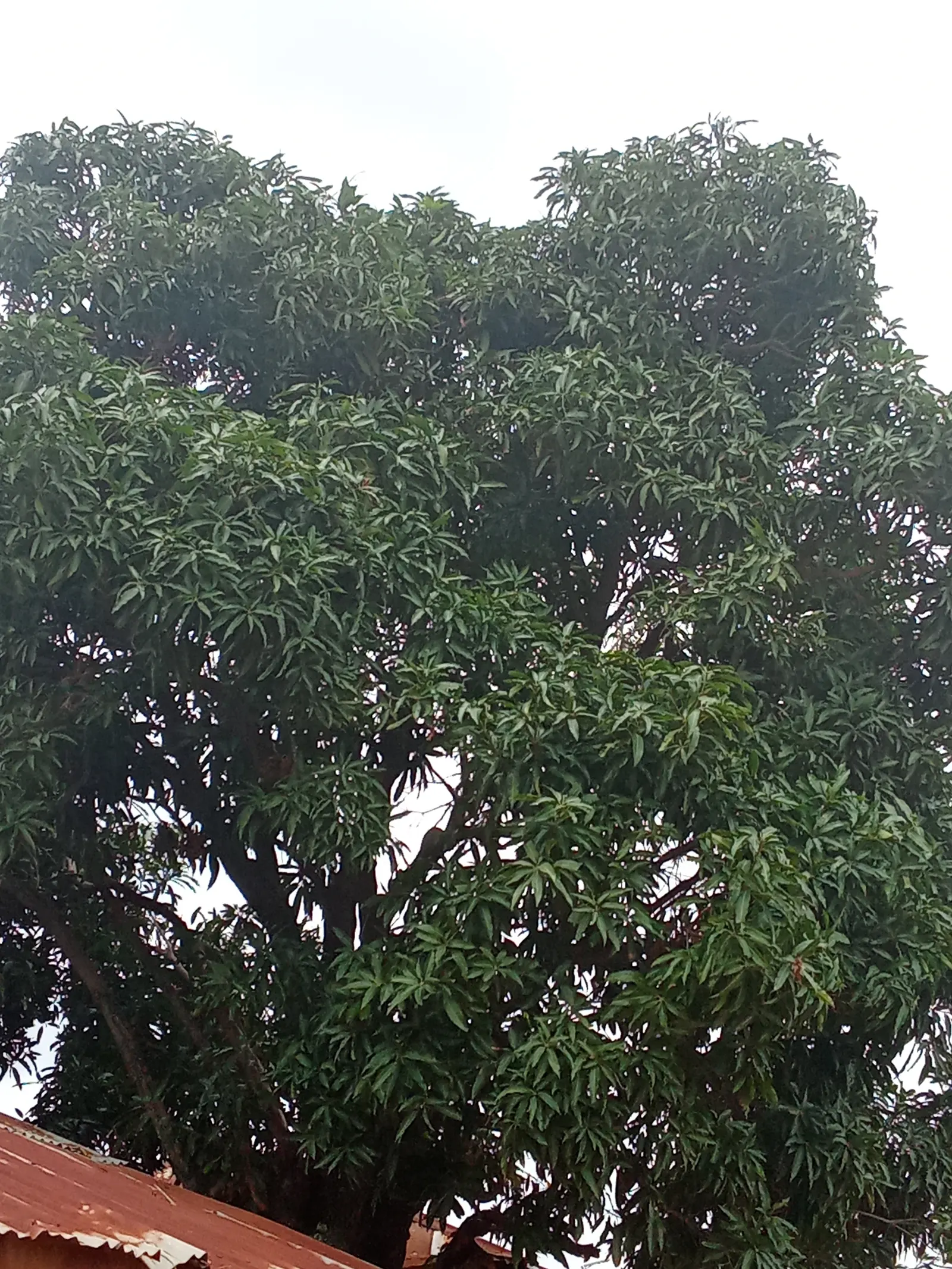 Mango (Mangifera indica) — With a broad, dense canopy, it typically spans 33-49 feet wide; it thrives in USDA Hardiness Zones 10-11 and prefers a, image 46