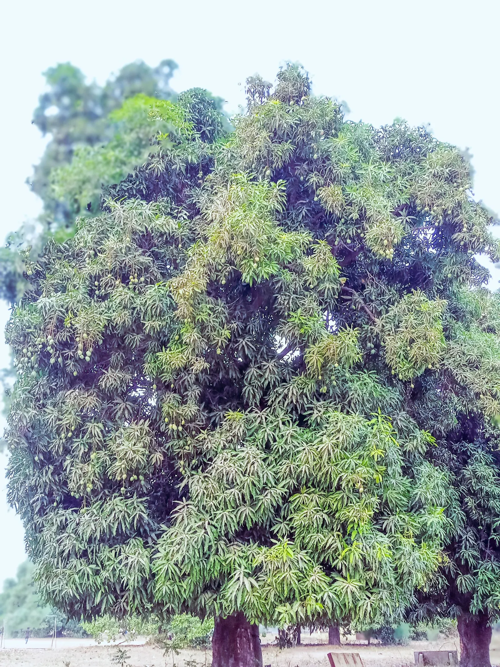 Mango (Mangifera indica) — The Mango Tree (Magnifera indica) is a majestic and resilient specimen; with a broad, dense canopy, it typically spans, image 73