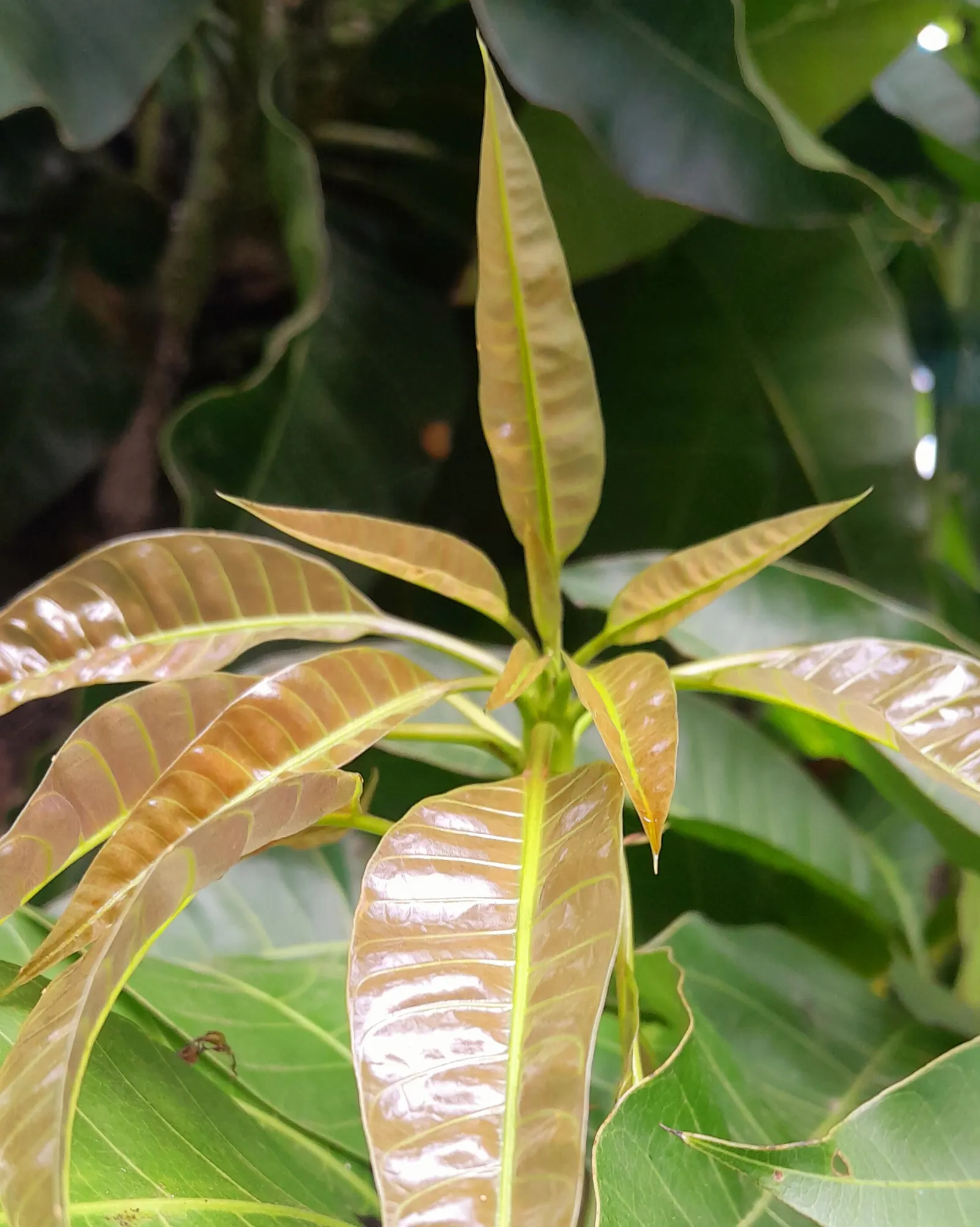 Mango (Mangifera indica) — revered for its succulent fruit and exotic presence in landscape design; originating from South Asia, image 52