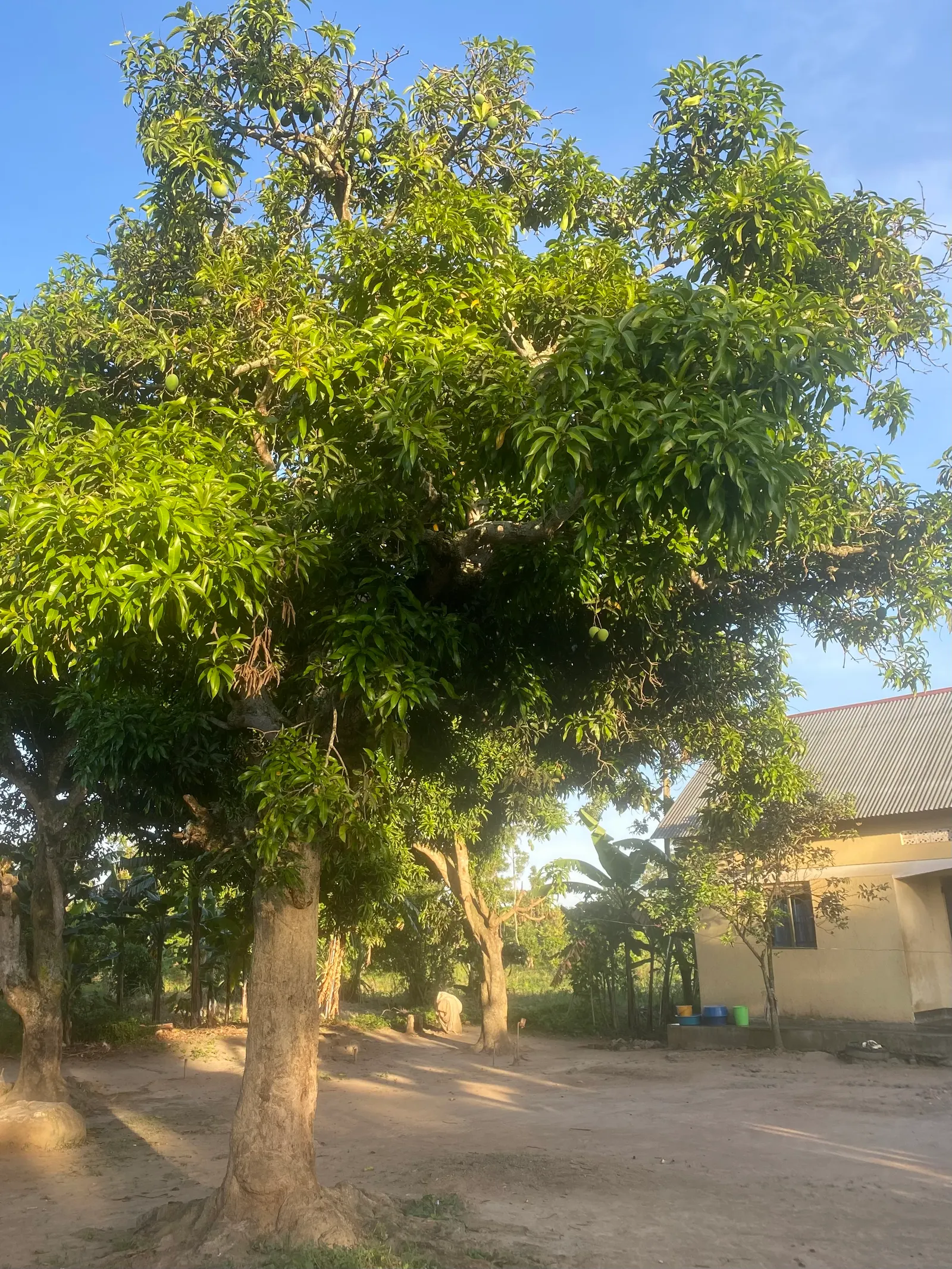 Mango (Mangifera indica) — With a broad, dense canopy, it typically spans 33-49 feet wide; it thrives in USDA Hardiness Zones 10-11 and prefers a sunny