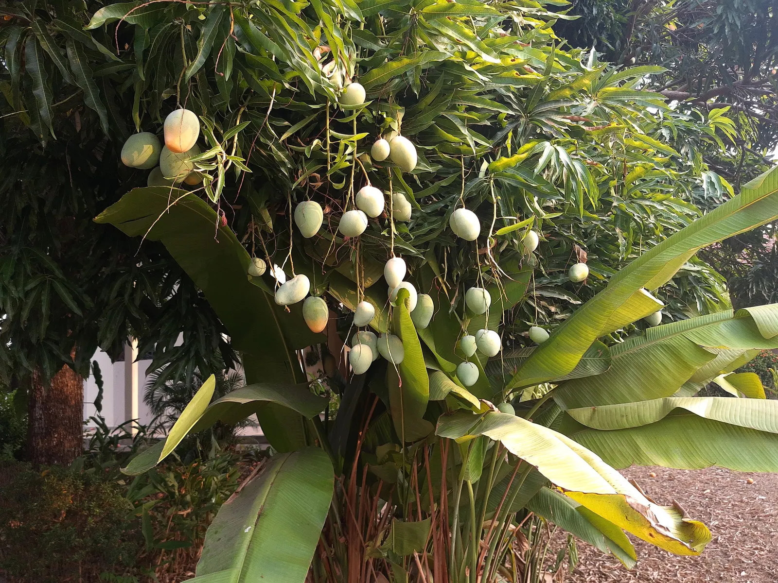 Mango (Mangifera indica) — Its domed and dense structure provides ample shade; the Mango Tree (Magnifera indica) is a robust, evergreen tree that, image 76