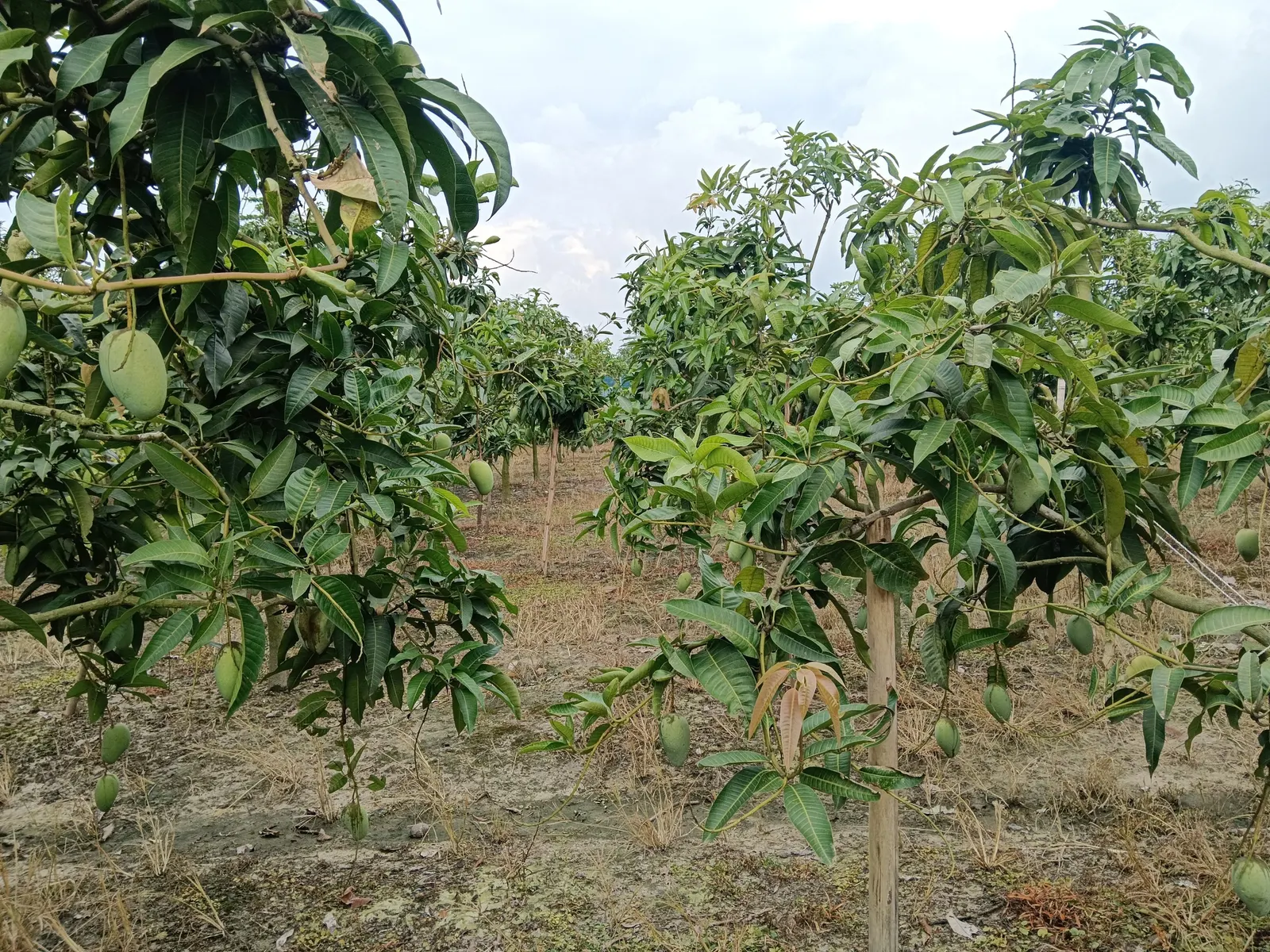 Mango (Mangifera indica) — Its domed and dense structure provides ample shade; the Mango Tree (Magnifera indica) is a robust, evergreen tree that, image 98