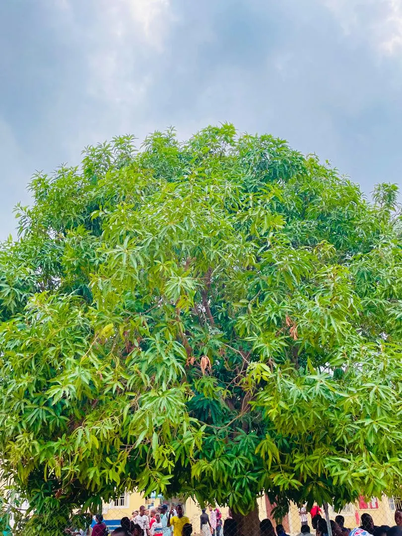 Mango (Mangifera indica) — presenting a brilliant contrast against the gray-brown bark; deep green leaves grow up to 16 inches long