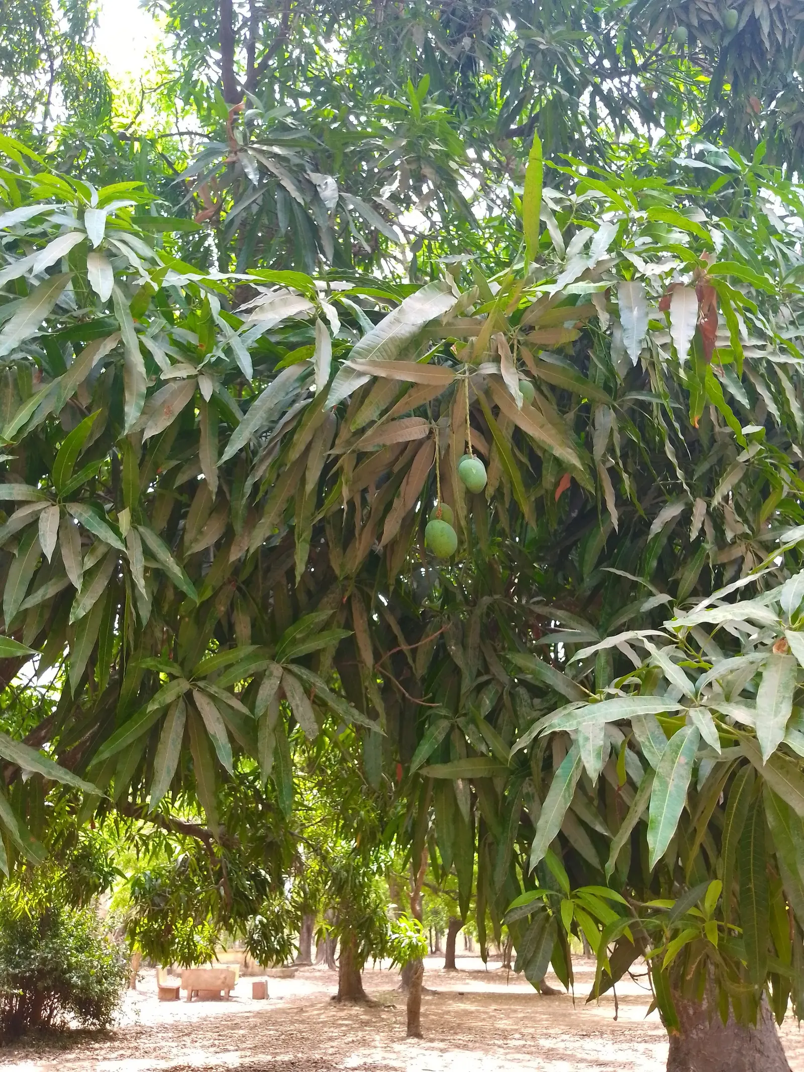Mango (Mangifera indica) — Ideal in USDA zones 10-11, mangoes prefer full sun and well-draining soil; consider the tree's mature size and the potential for