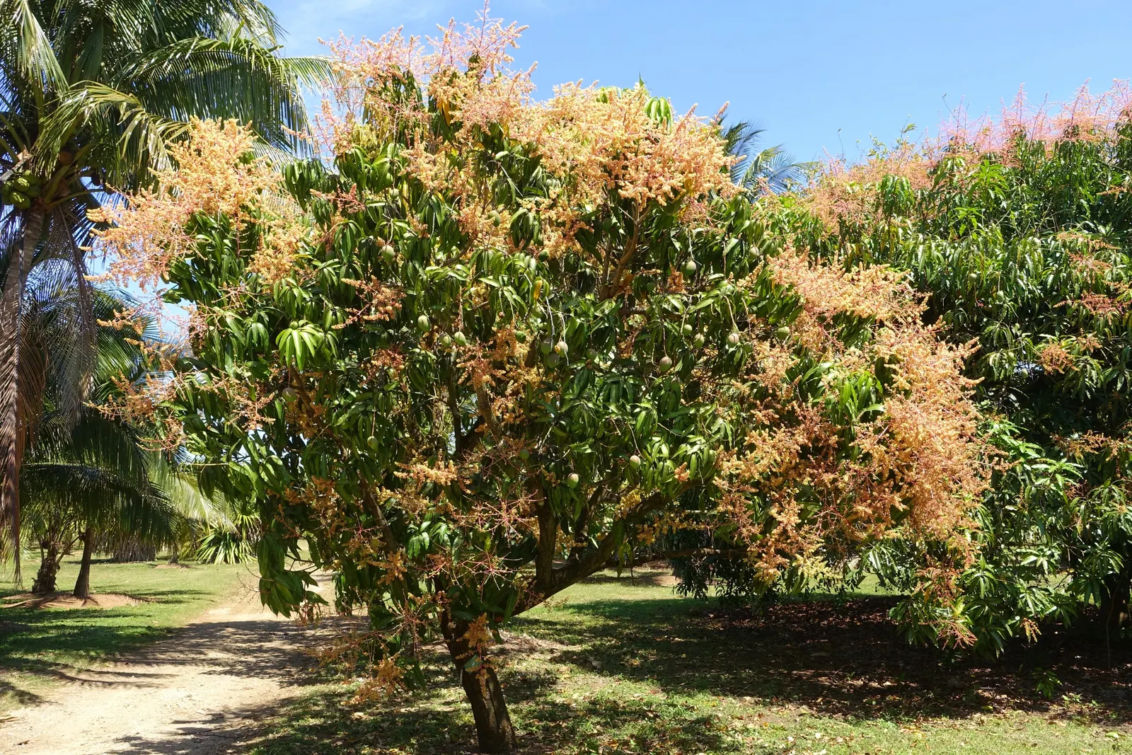 Mango (Mangifera indica) — which transform into generous crops of mangoes by summertime; tree with yellow blooms, image 82