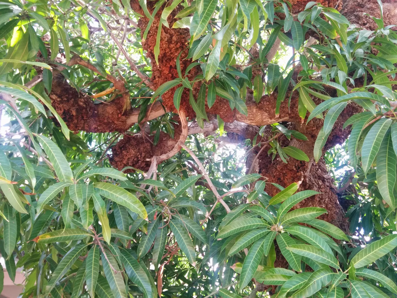 Mango (Mangifera indica) — the tree requires a minimum of six hours of full sunlight daily.<br><br>The lush; tree for full