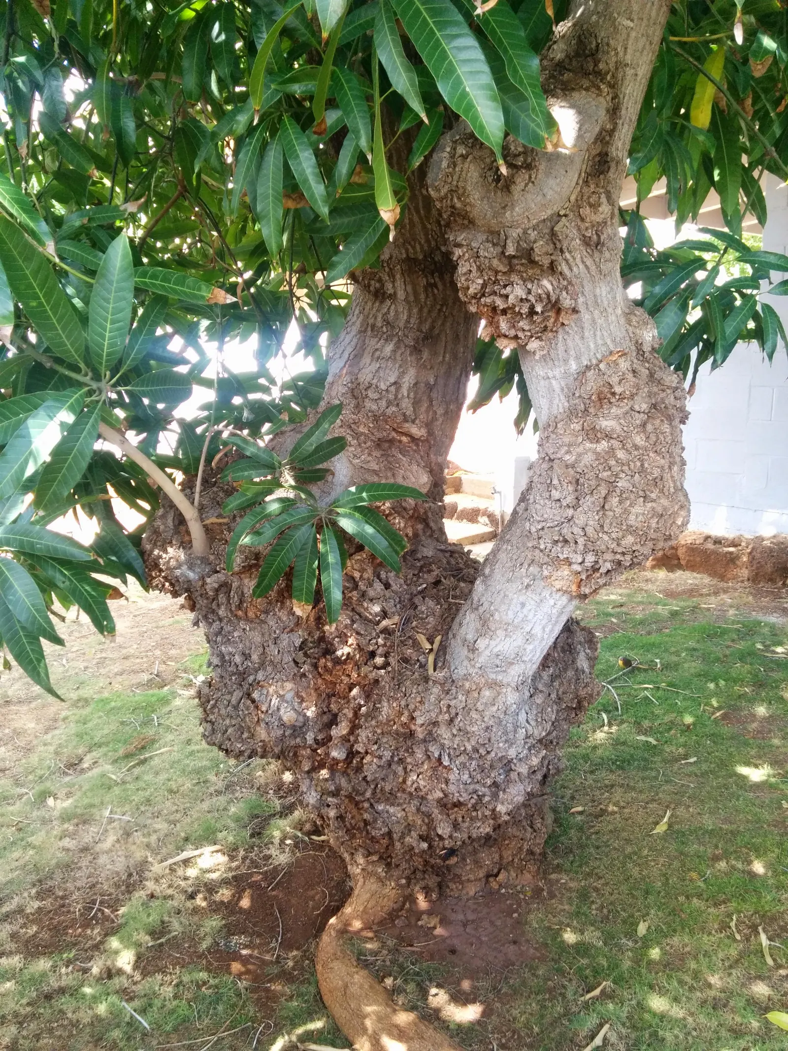Mango (Mangifera indica) — revered for its succulent fruit and exotic presence in landscape design