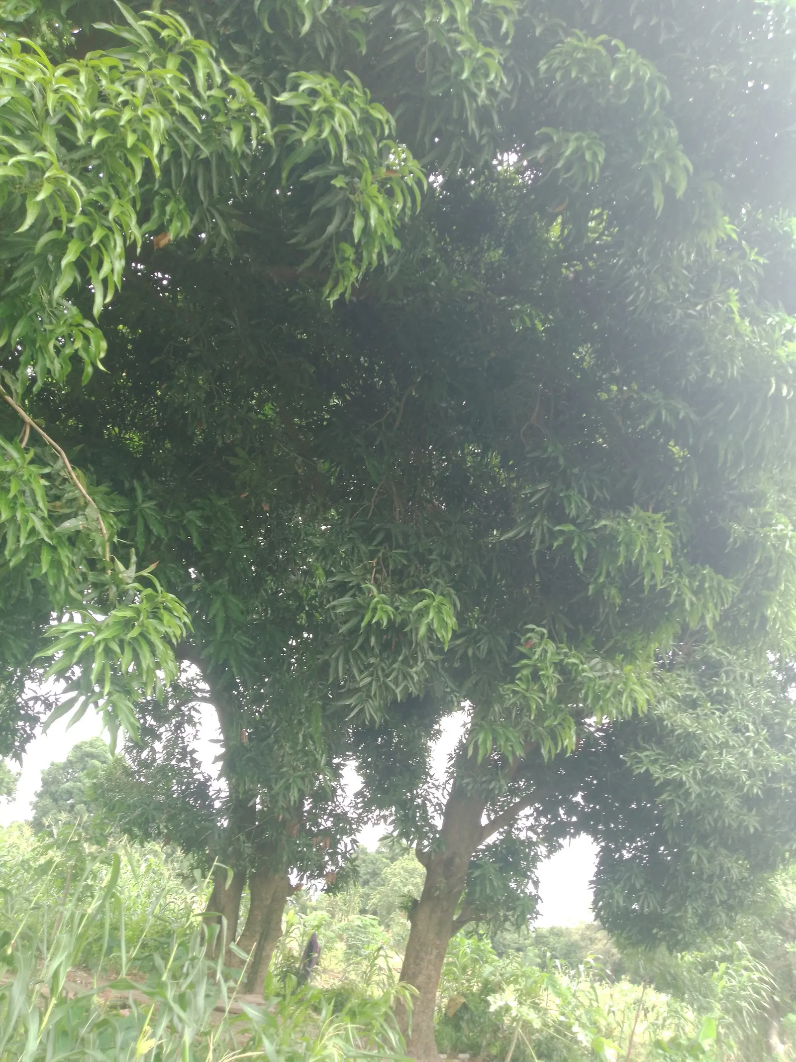 Mango (Mangifera indica) — Allow ample space from structures to accommodate its extensive root system; its domed and dense structure provides ample, image 71
