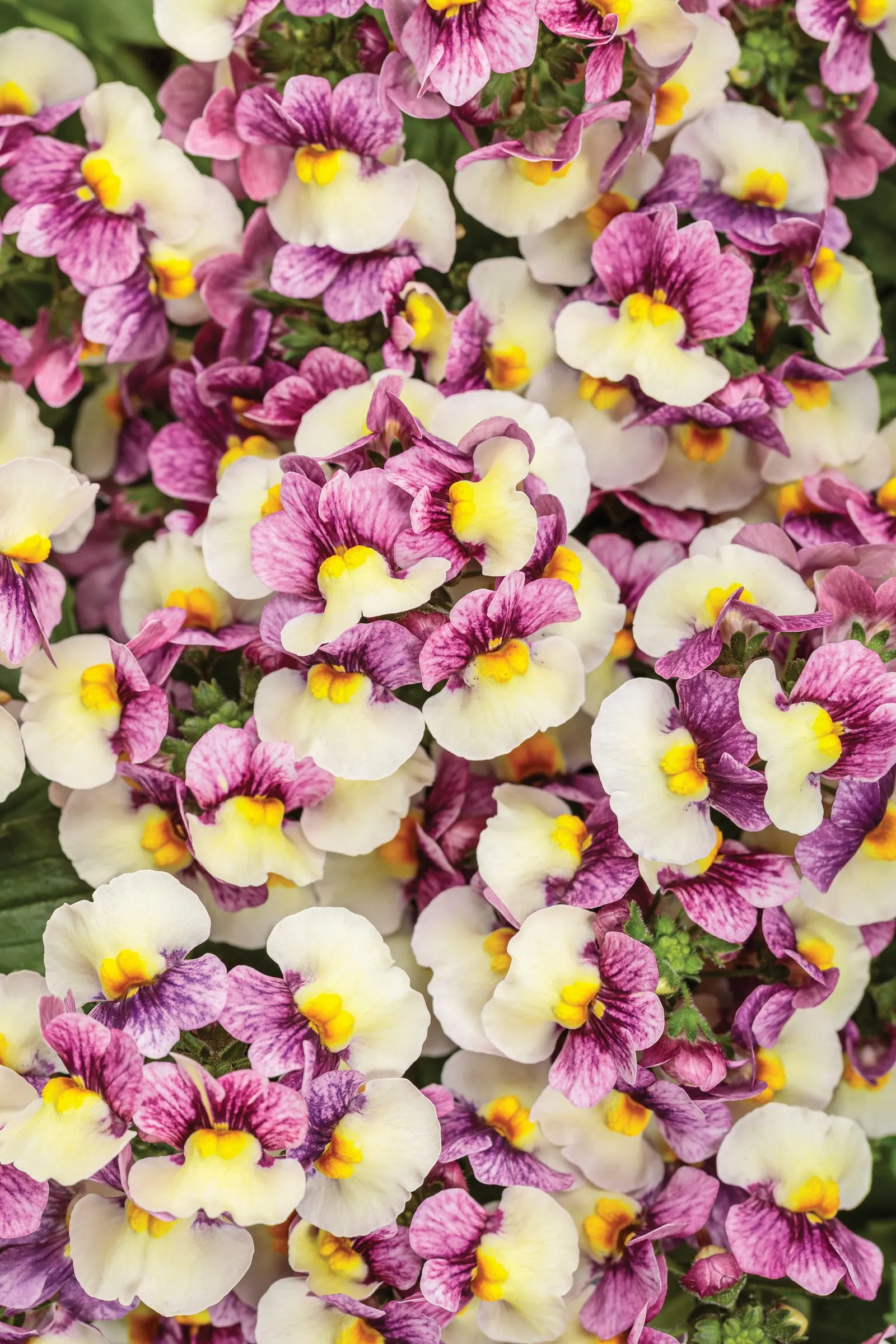 Plum Honey nemesia (Nemesia fruticans) — Showy bicolor plum-purple and yellow flowers cover the compact