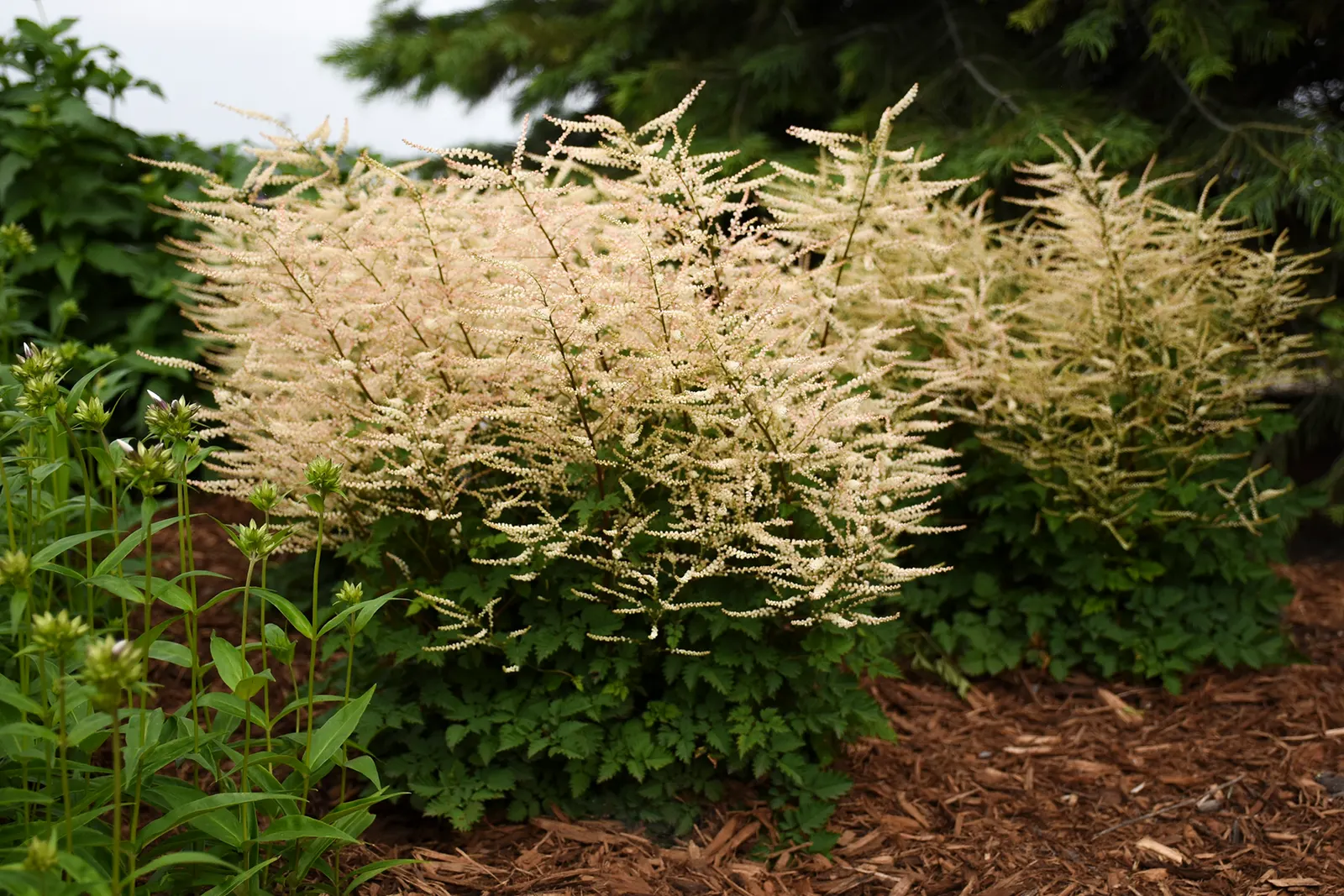'Chantilly Lace' Goatsbeard (Aruncus hybrid) — A part-shade loving perennial that produces beautiful sprays of lacy, cream-colored flowers