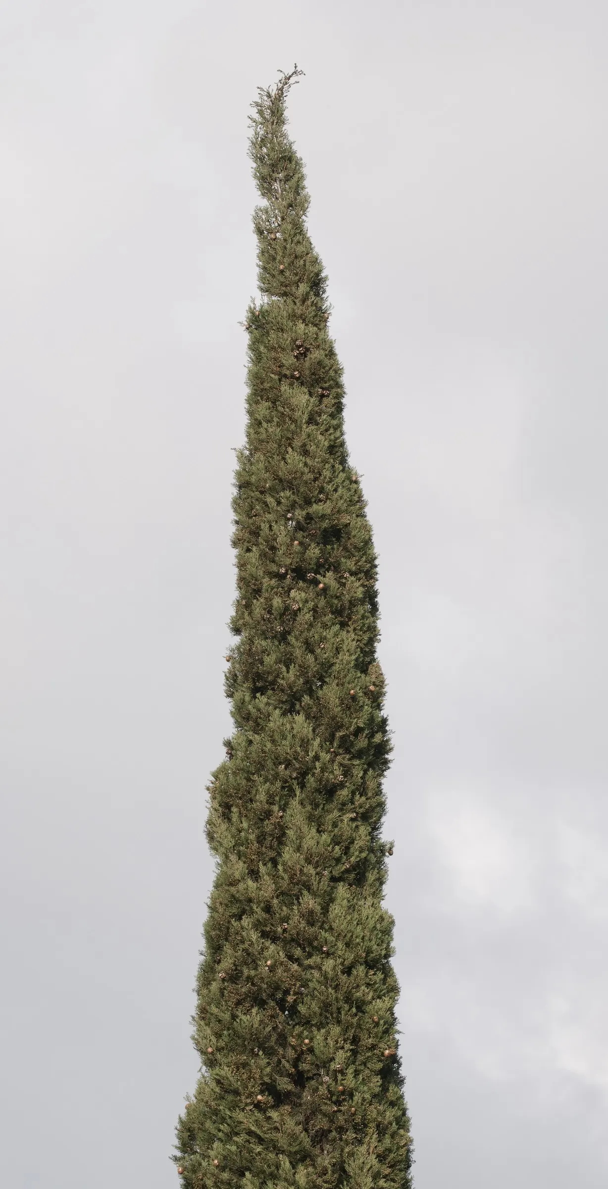 Italian Cypress (Cupressus Sempervirens 'Stricta') — Ideal for formal gardens, this low-maintenance plant thrives in full sun and well-drained, image 60