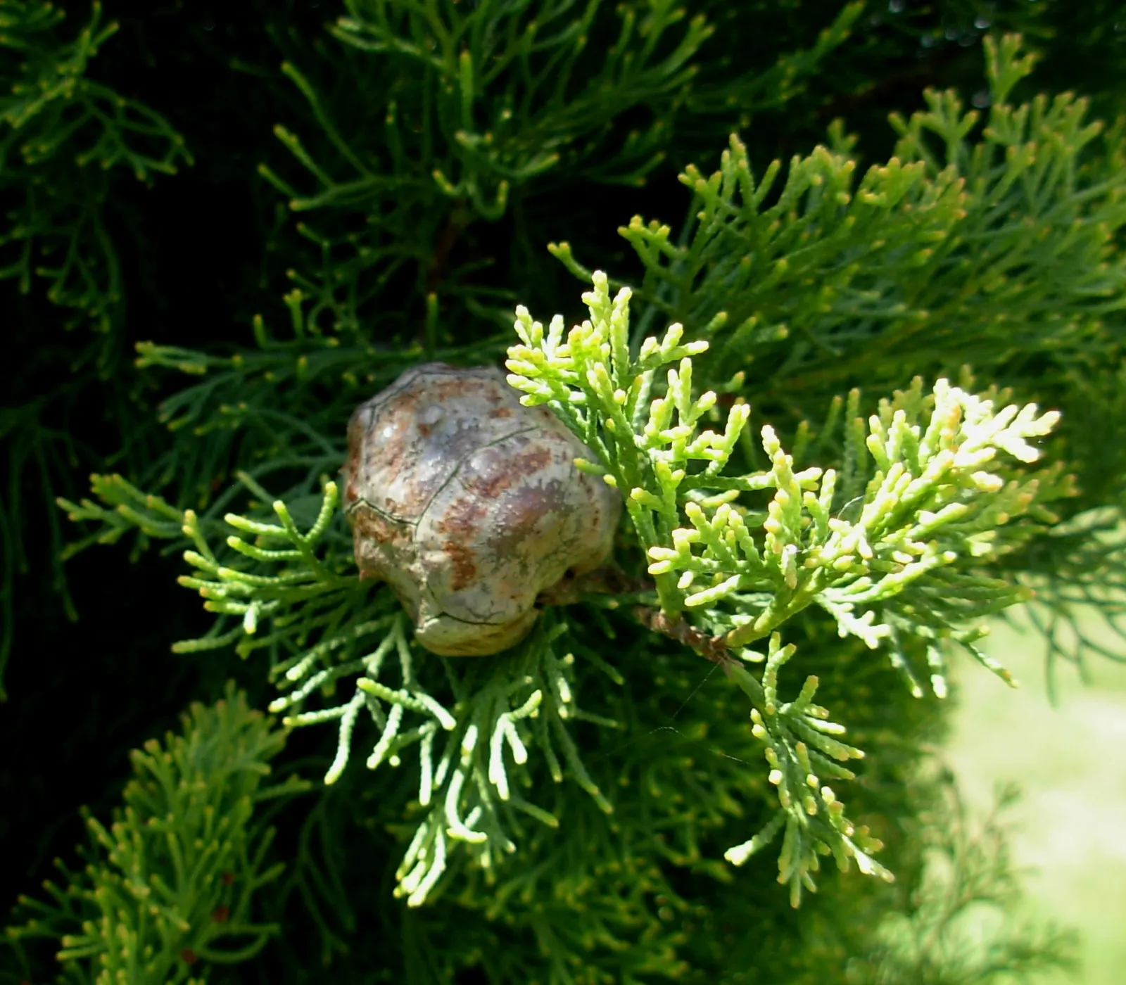 Italian Cypress (Cupressus Sempervirens 'Stricta') — to accommodate their mature spread; regular watering during the first few growing seasons will establish a