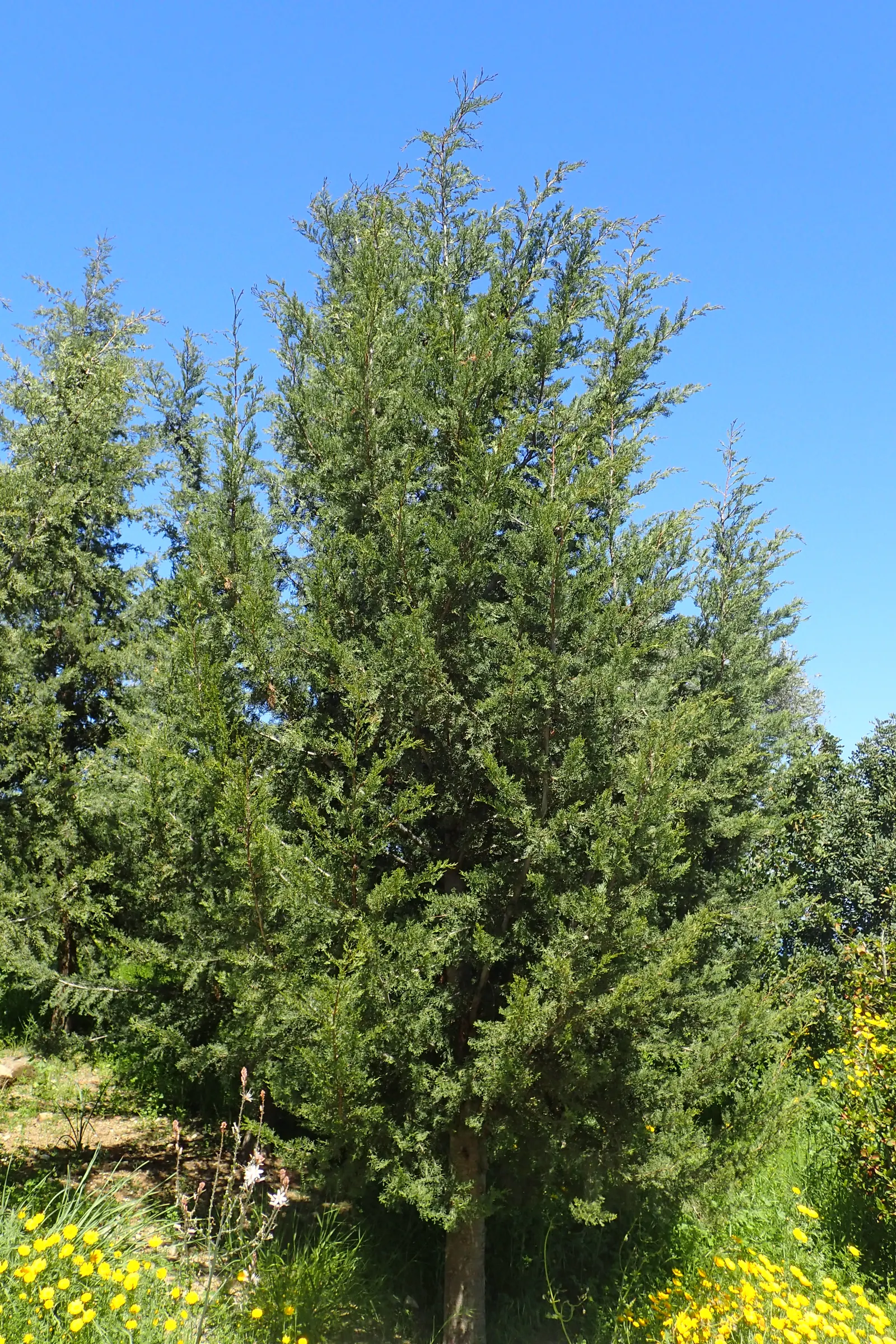 Italian Cypress (Cupressus Sempervirens 'Stricta') — especially in extreme heat; and can adapt to a variety of well-drained soils