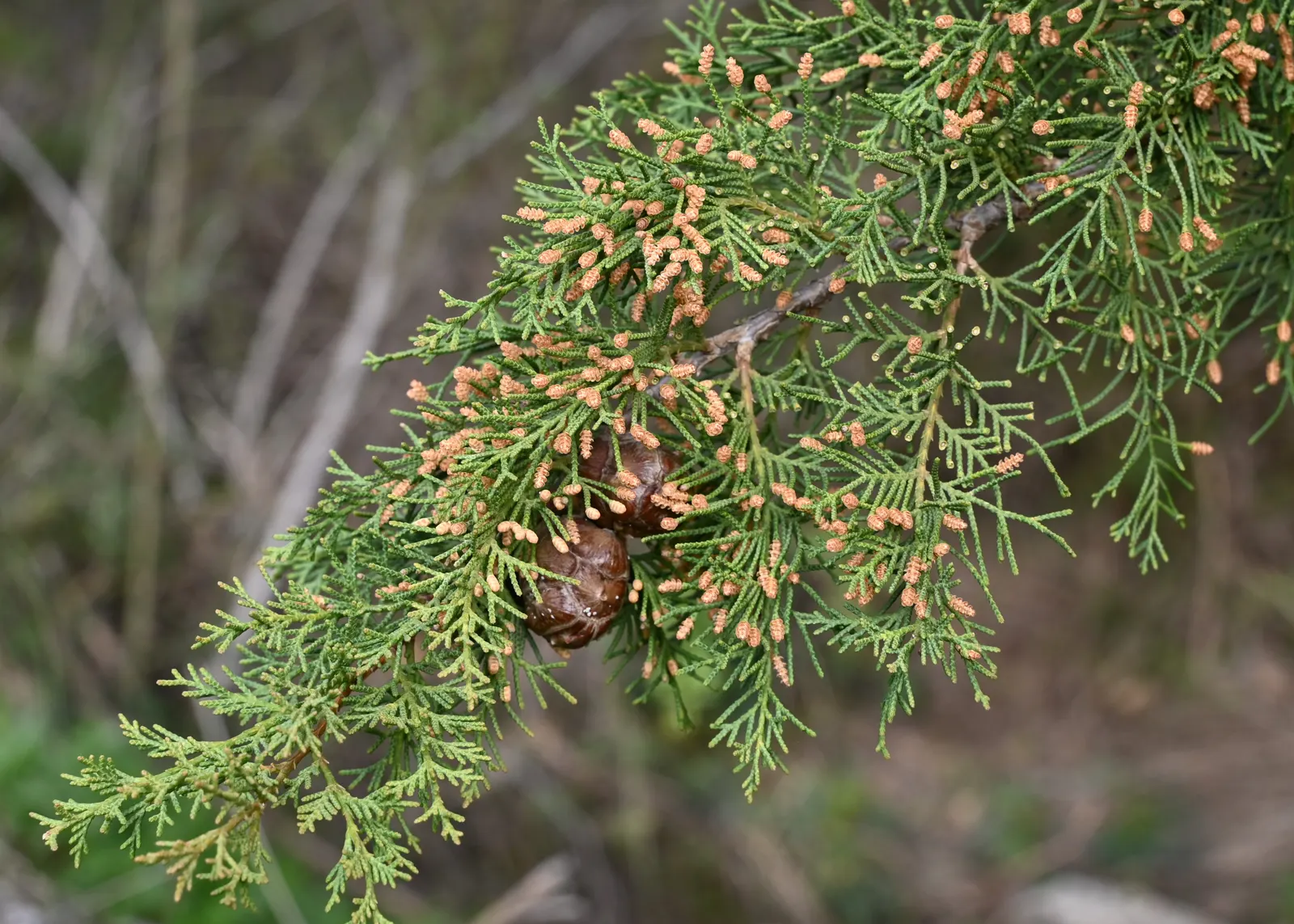 Italian Cypress (Cupressus Sempervirens 'Stricta') — consider its need for full sun exposure to thrive and maintain its tight; and can adapt to a variety of