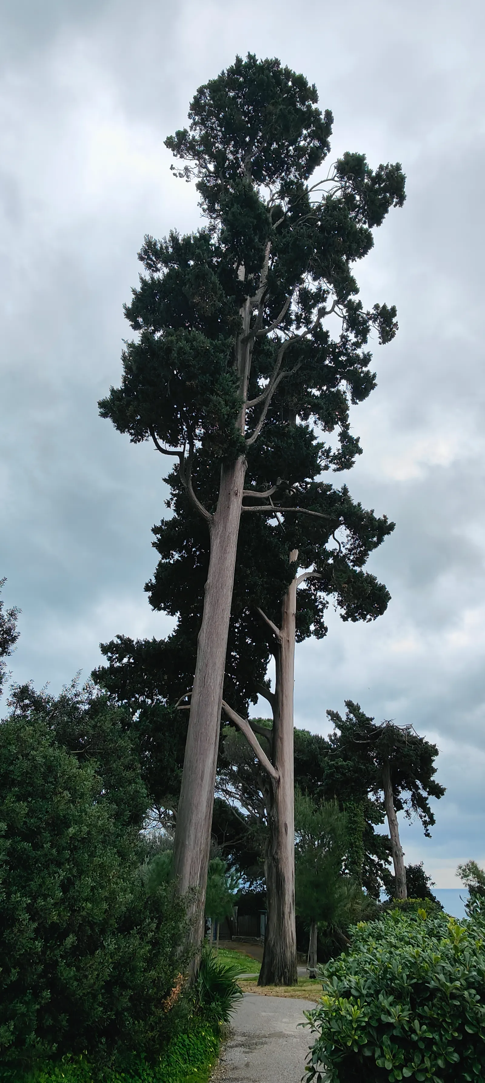 Italian Cypress (Cupressus Sempervirens 'Stricta') — upright habit and its richly green