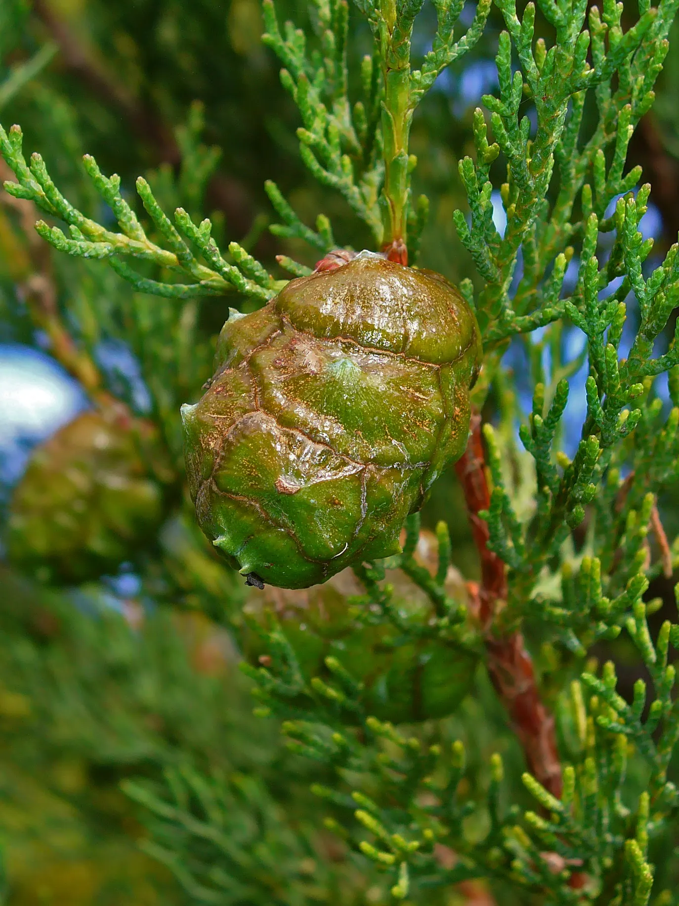 Italian Cypress (Cupressus Sempervirens 'Stricta') — Space 3-6 feet apart for hedging; inconspicuous cones may appear, image 62