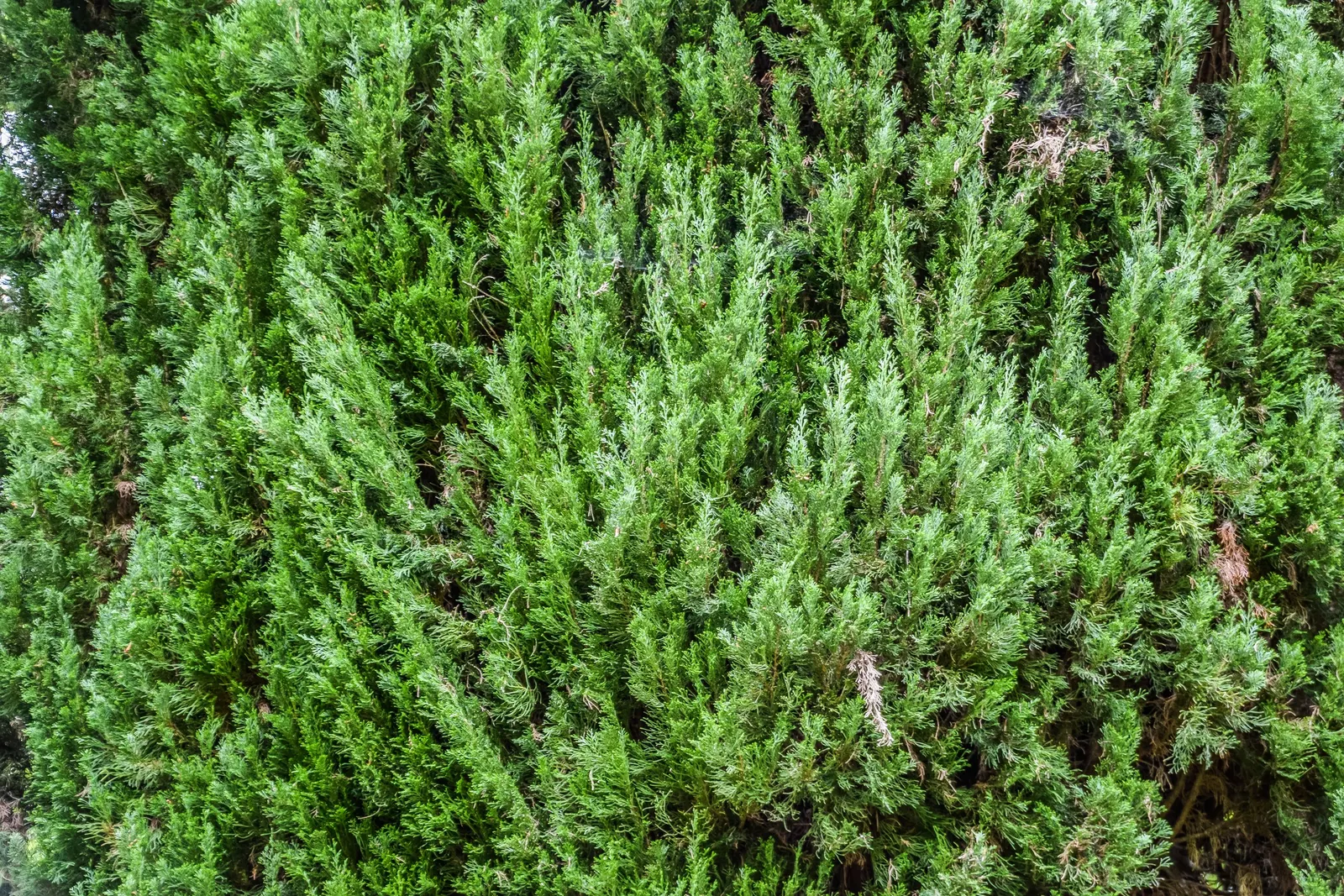 Italian Cypress (Cupressus Sempervirens 'Stricta') — Its narrow columnar form can reach impressive heights of up to 40 feet; regular watering, image 64