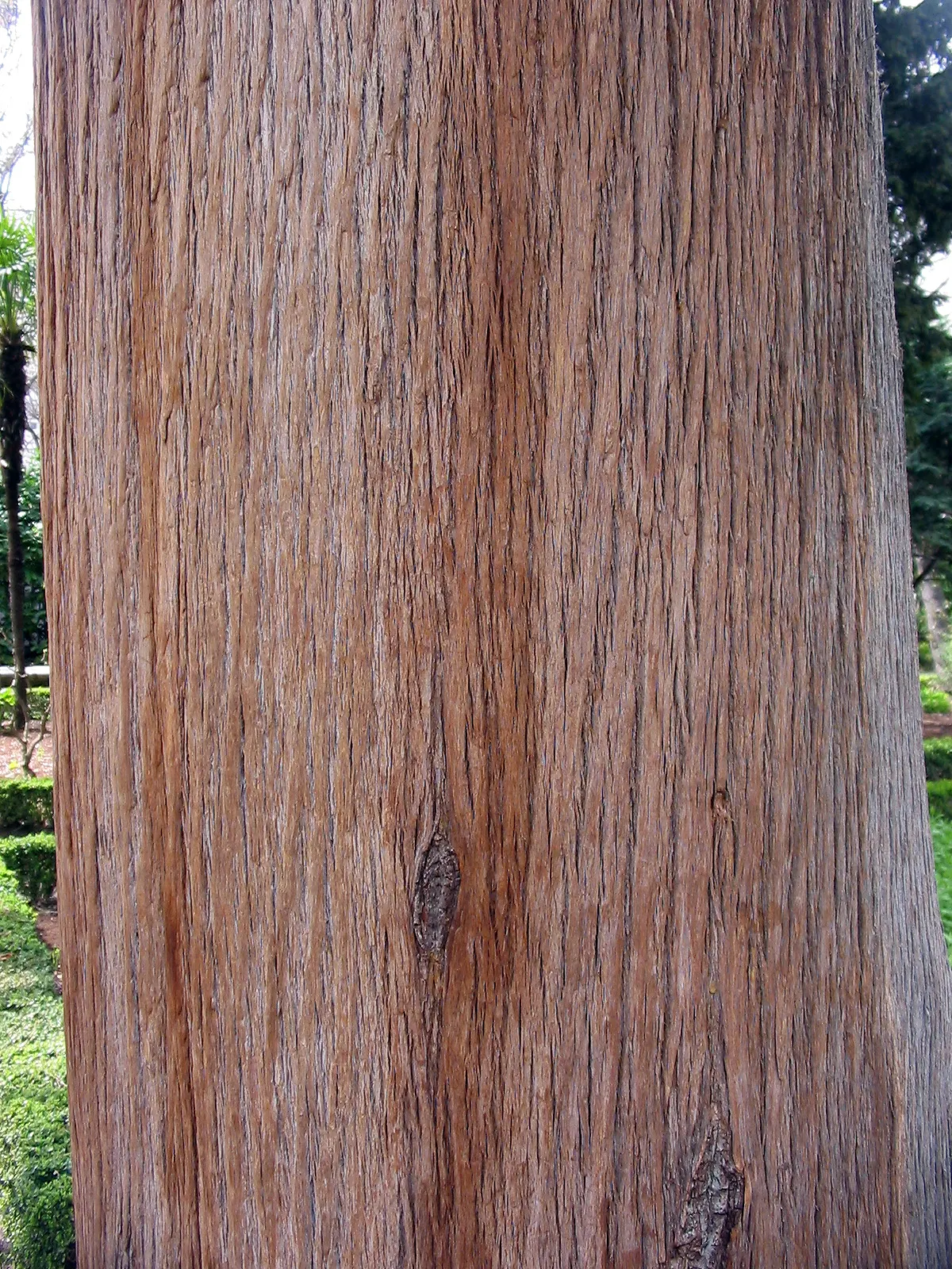 Italian Cypress (Cupressus Sempervirens 'Stricta') — accentuating vertical lines in the landscape; inconspicuous cones may appear, image 58