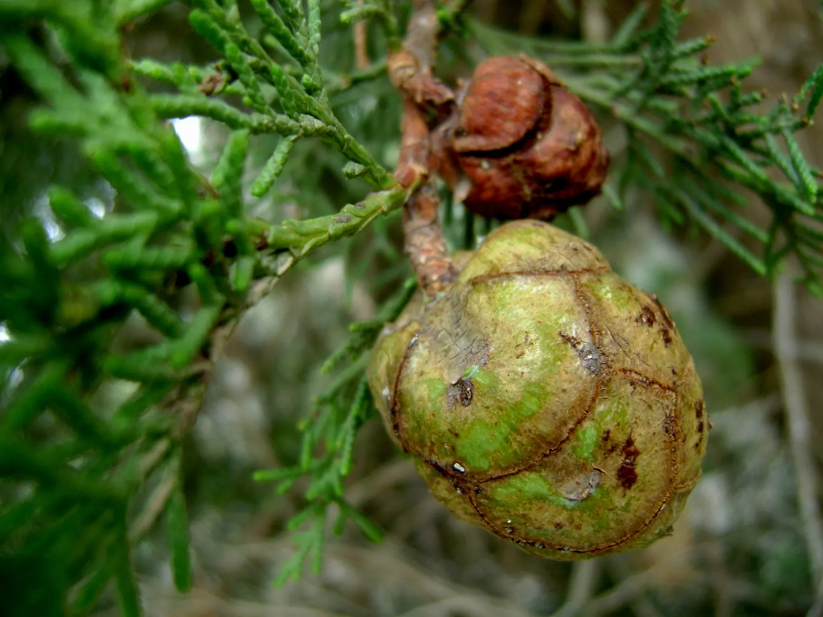 Italian Cypress (Cupressus Sempervirens 'Stricta') — conifer / tree for full; regular watering during the first few growing seasons will establish a deep