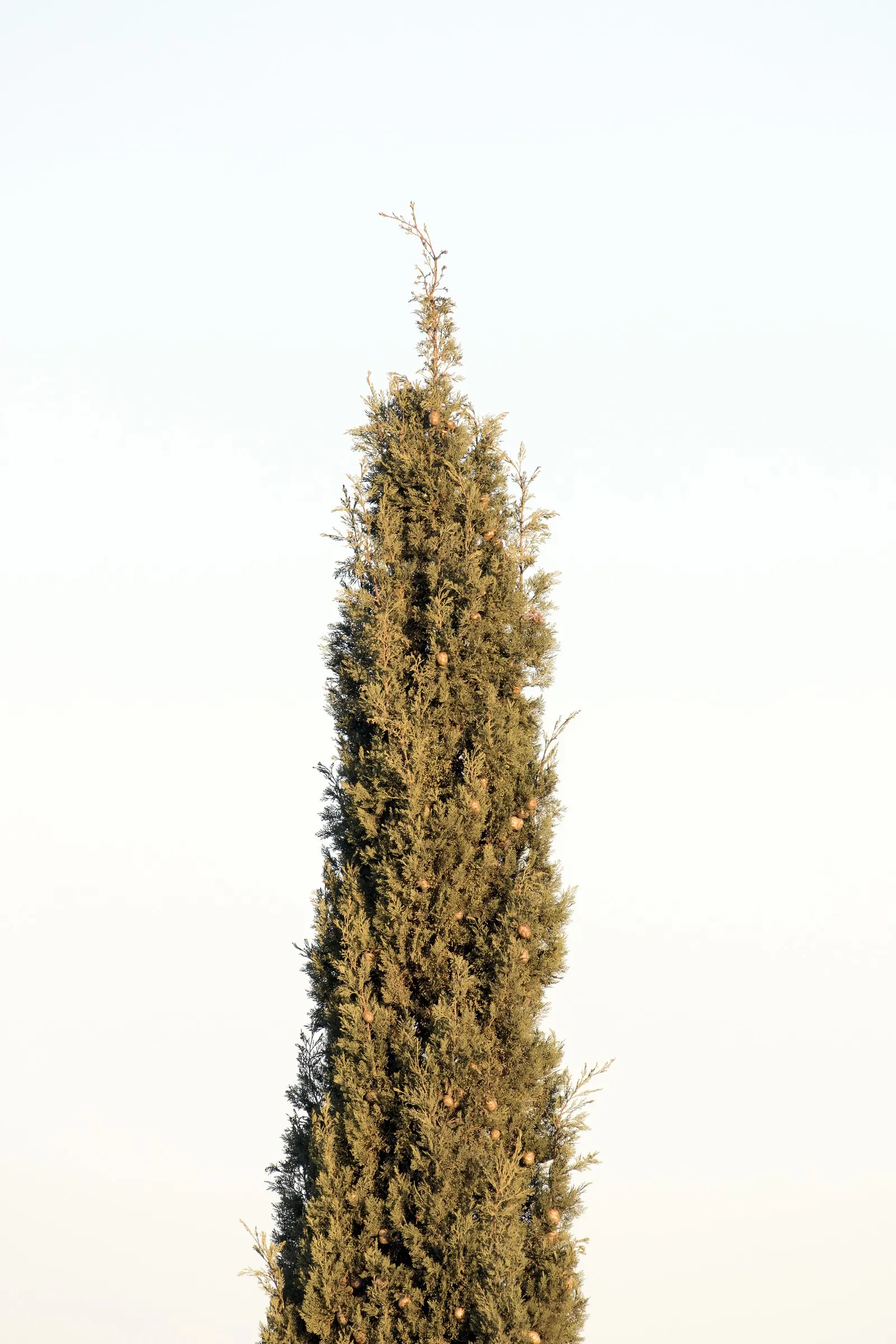 Italian Cypress (Cupressus Sempervirens 'Stricta') — but the true ornamental value of this plant lies in its dense